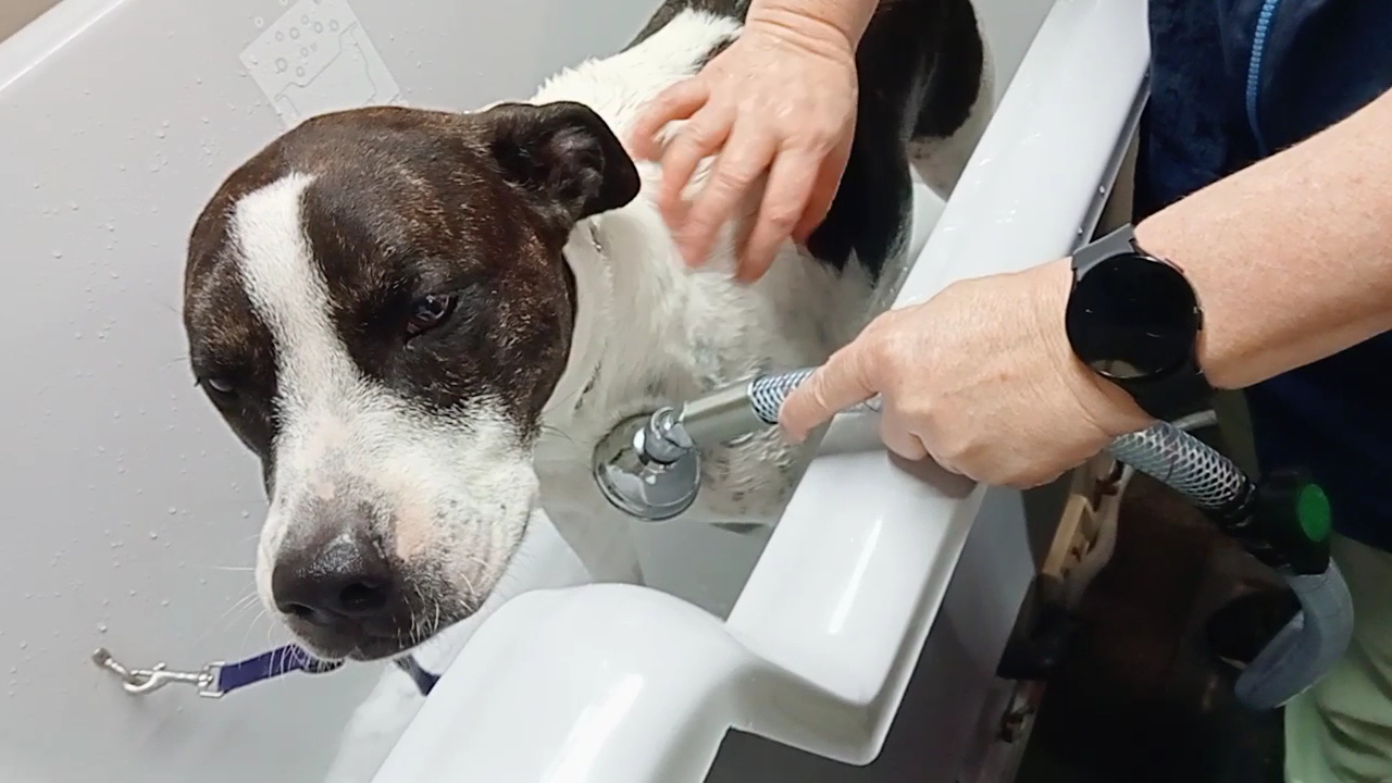 Marg’s Wash ‘n Wag Dog Grooming