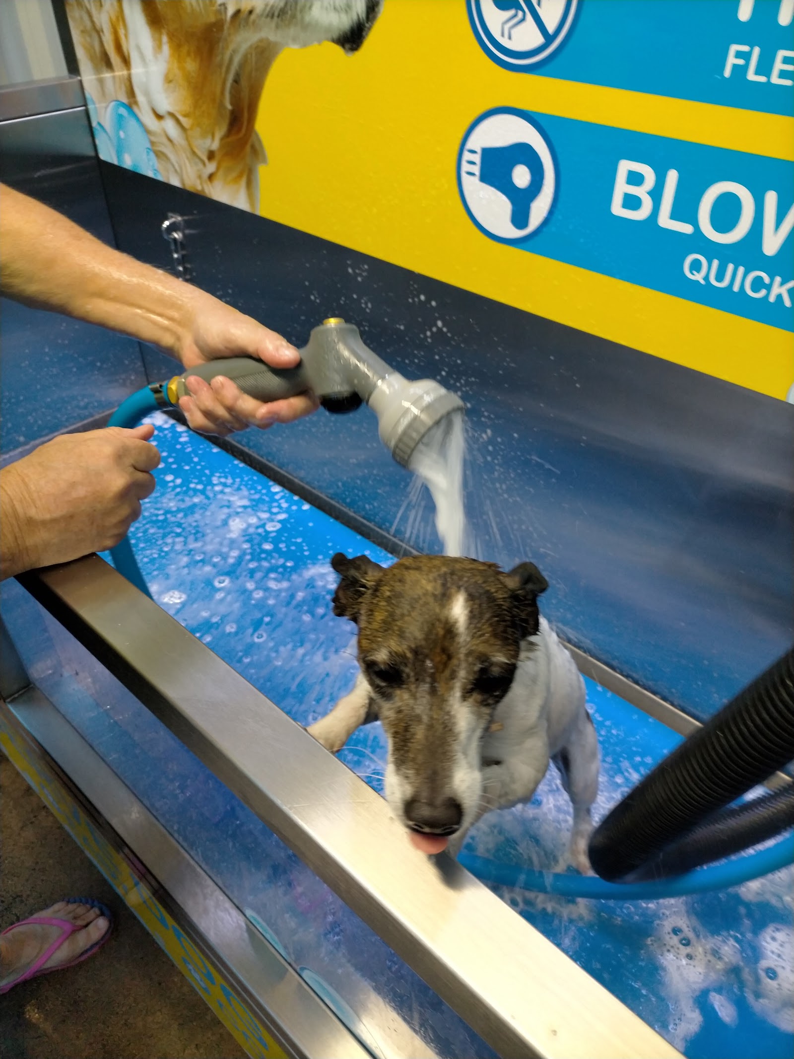 Top Dog wash