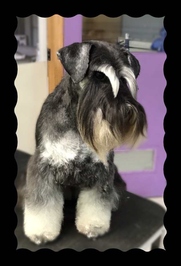 Country Canines Grooming & Clipping Salon