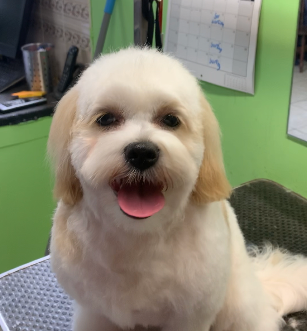 Country Canines Grooming & Clipping Salon