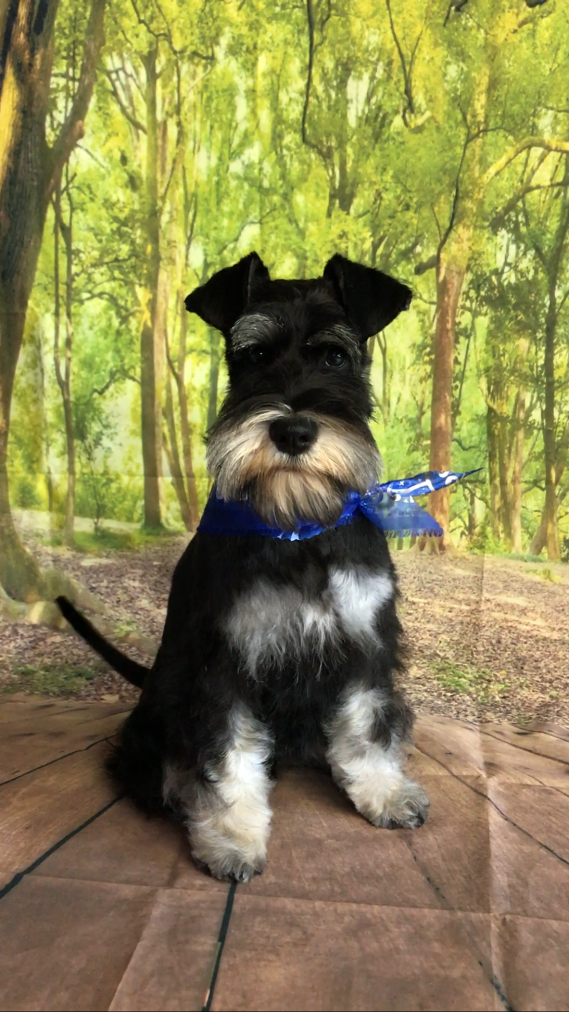 Country Canines Grooming & Clipping Salon