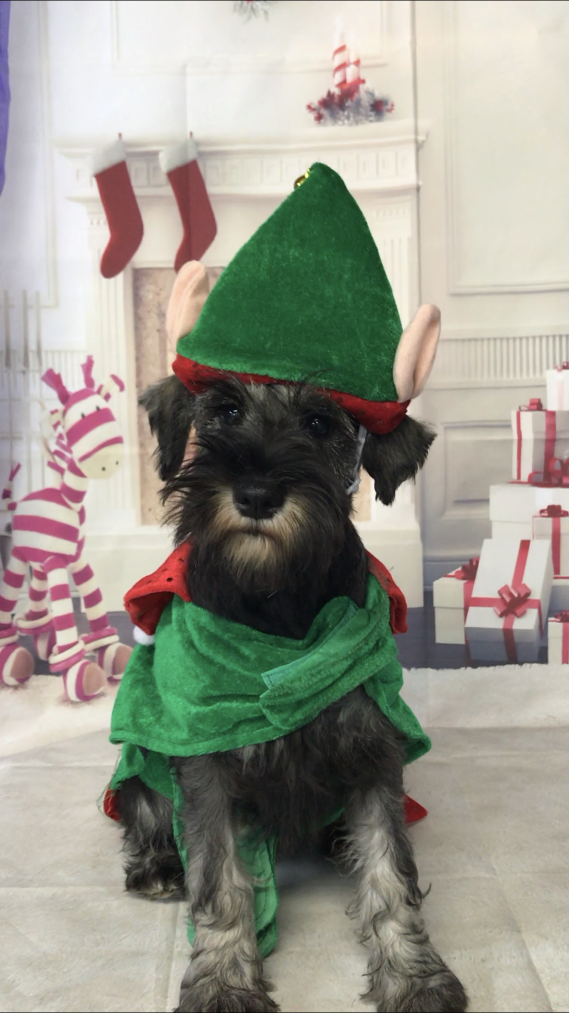 Country Canines Grooming & Clipping Salon