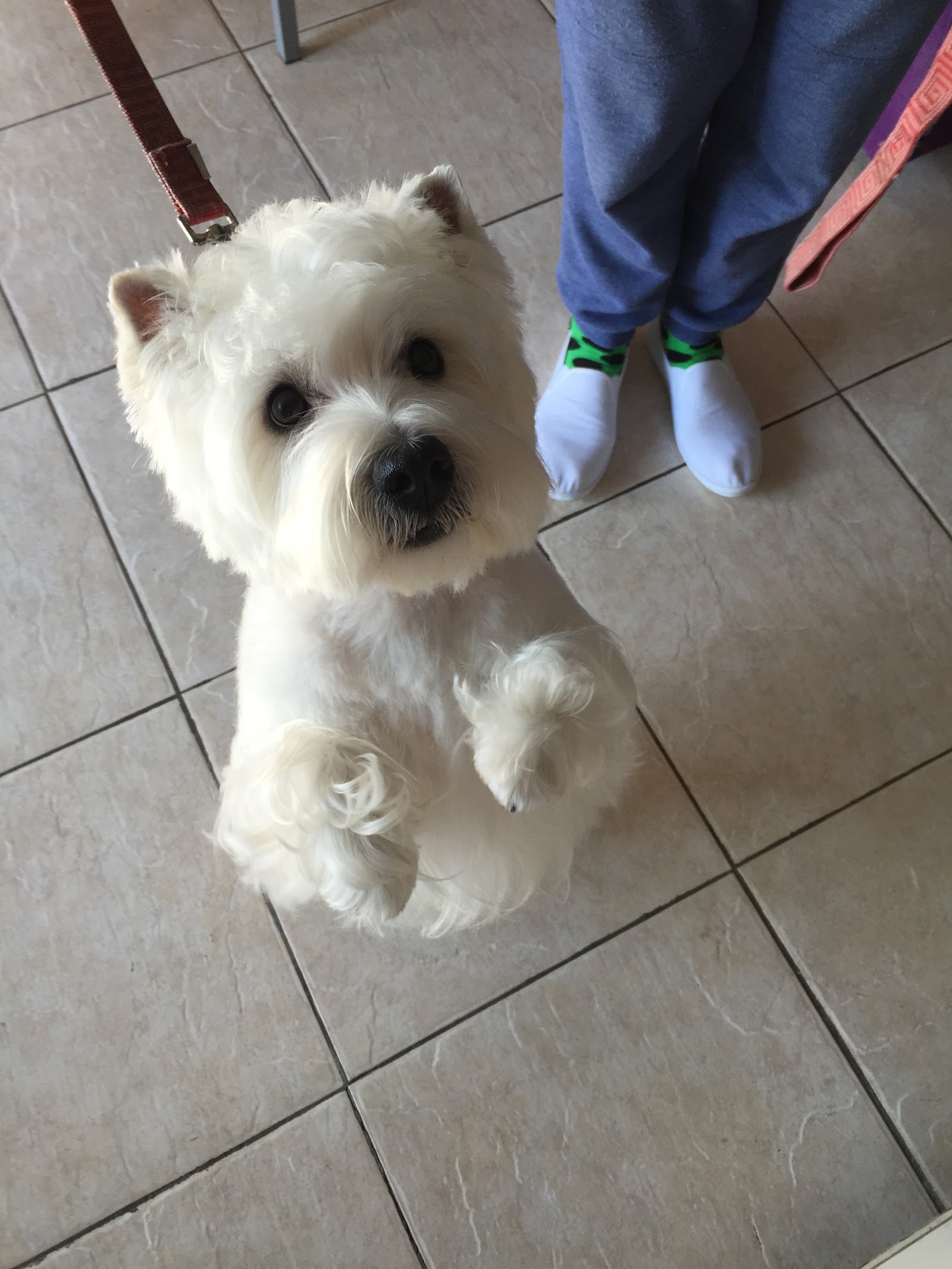 Country Canines Grooming & Clipping Salon