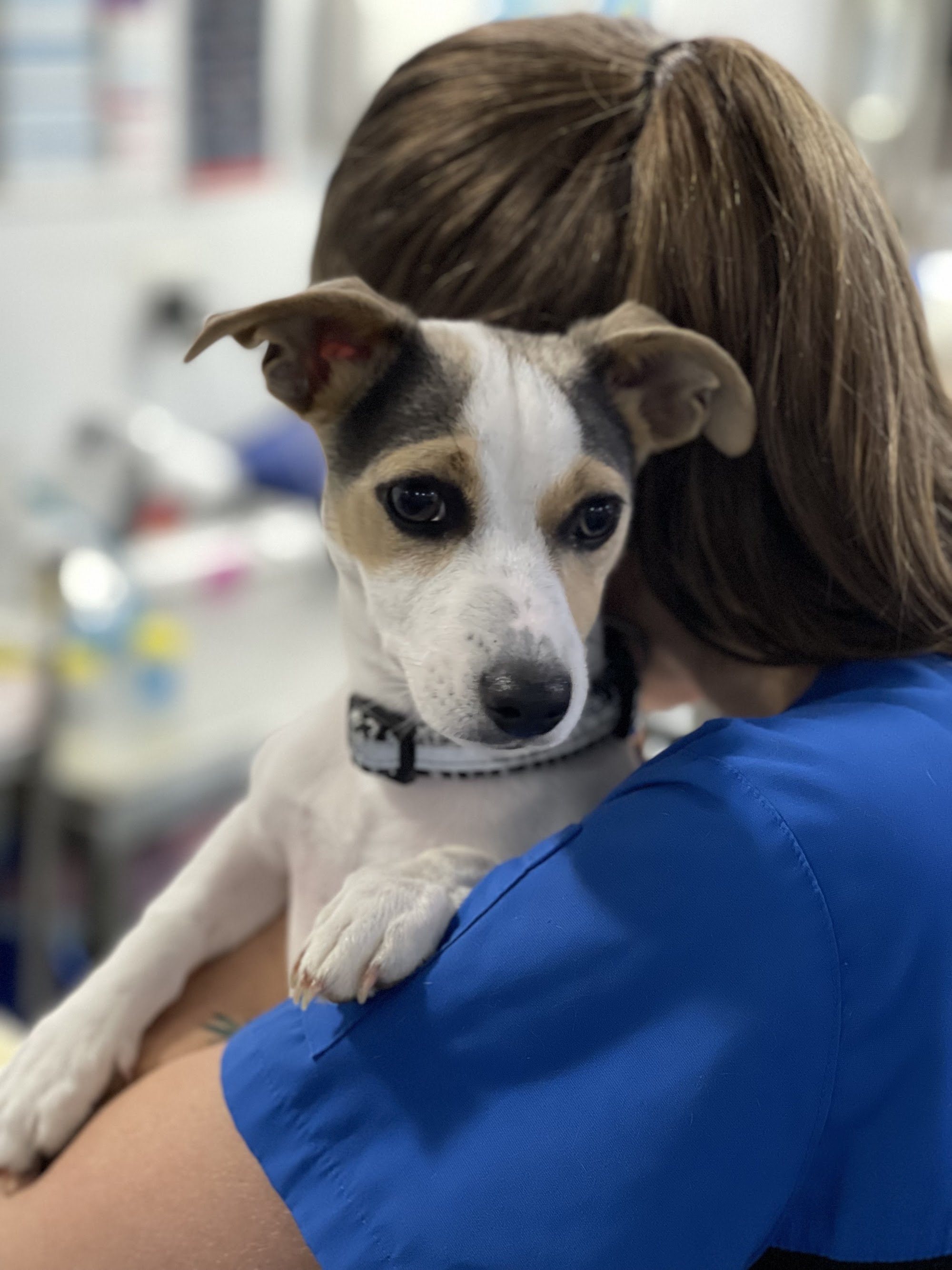 King Street Veterinary Hospital — Pet Groomers