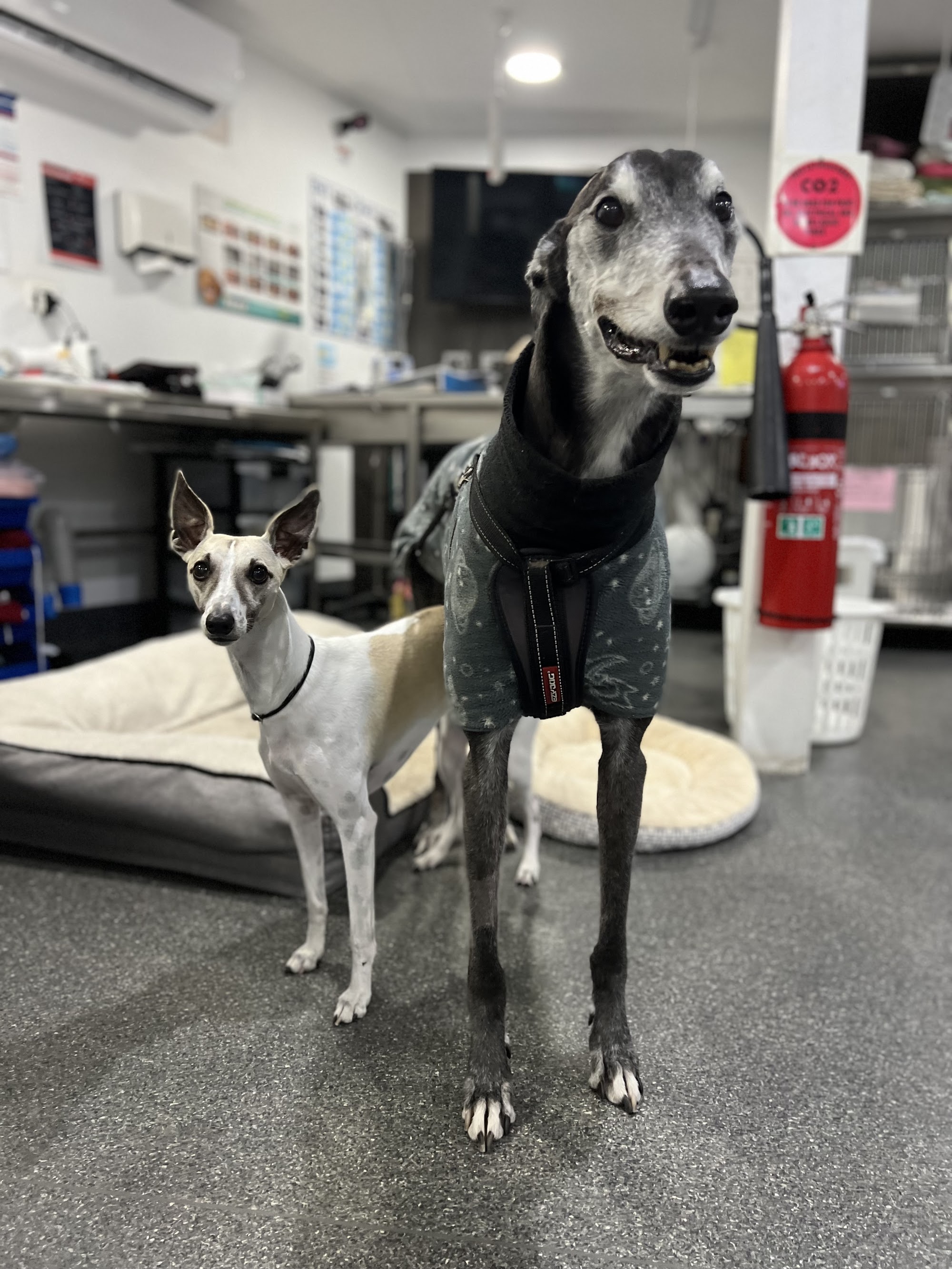 King Street Veterinary Hospital