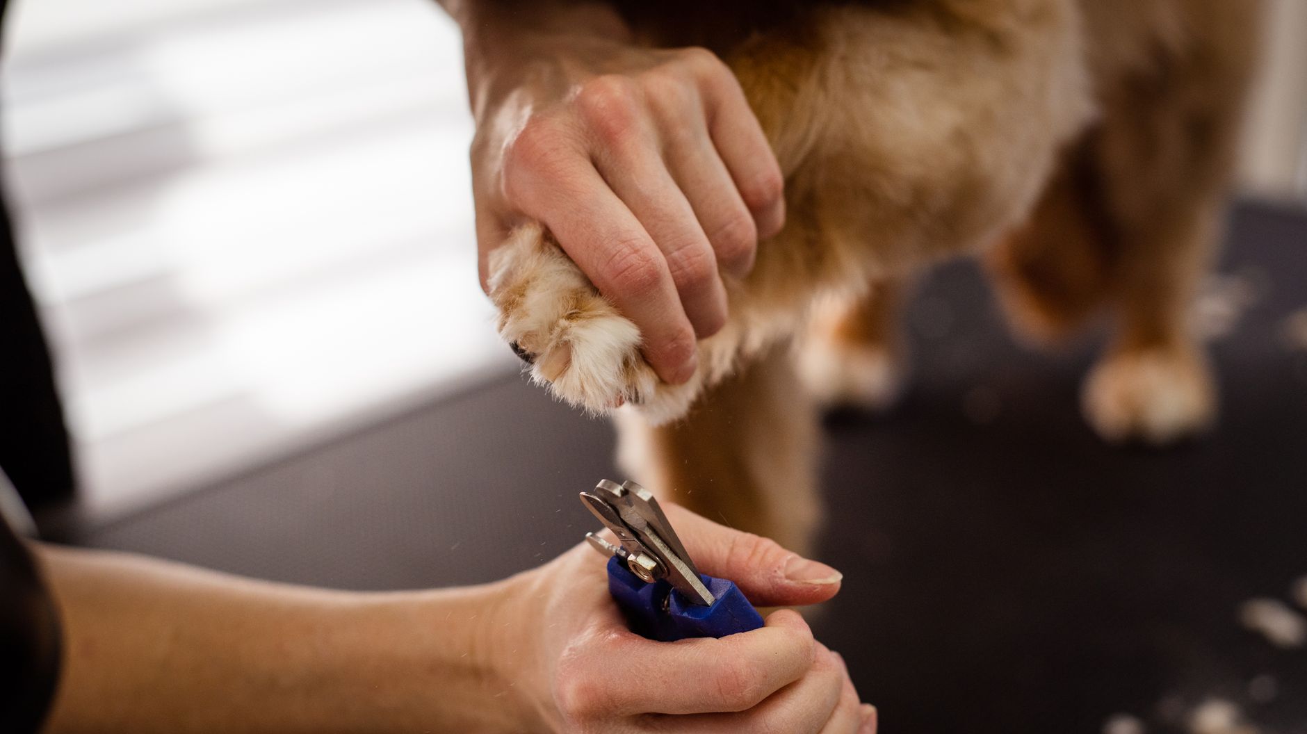 Murwillumbah Pet Shop