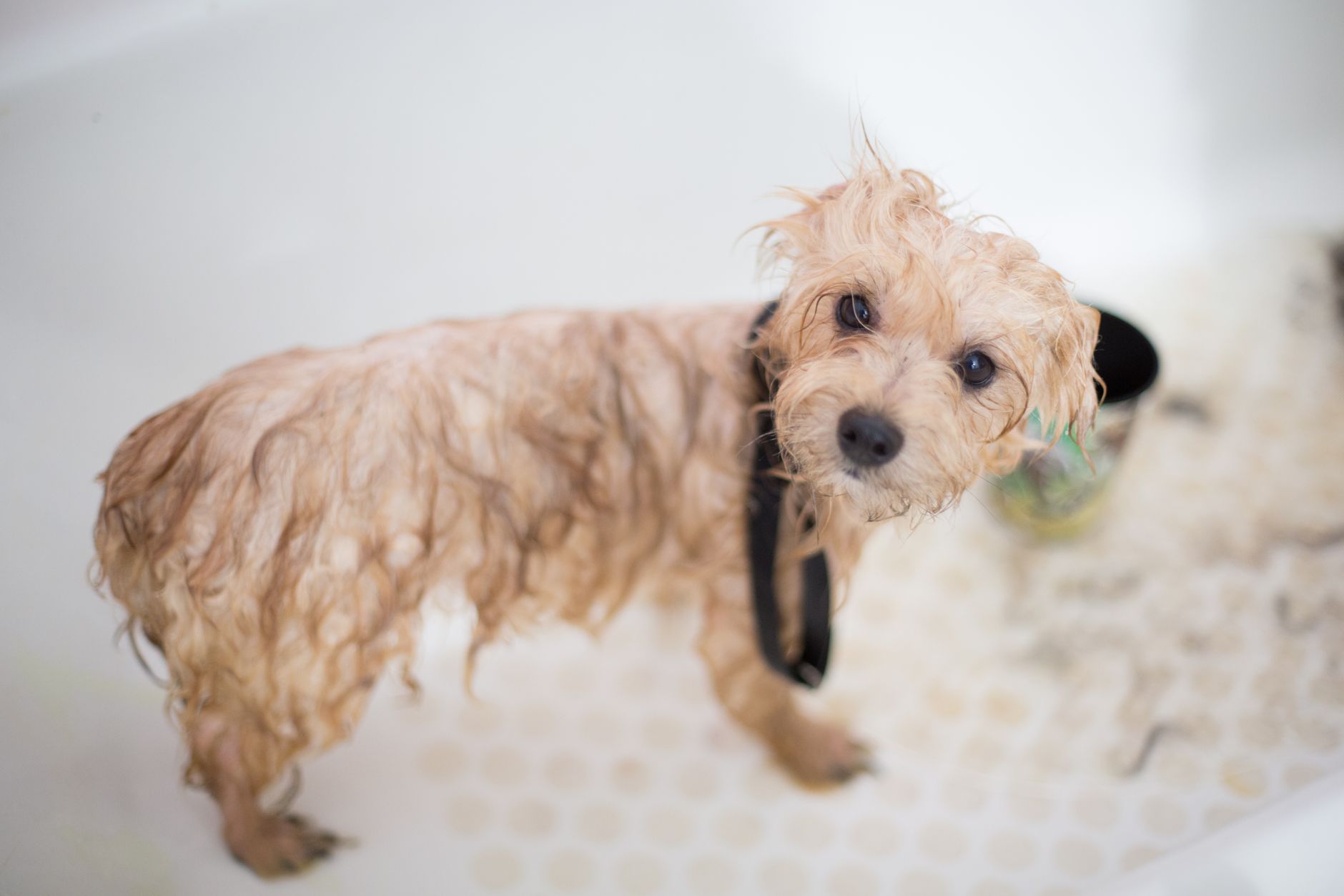 Murwillumbah Pet Shop