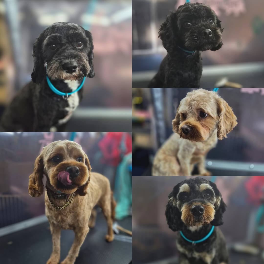 Tweed Valley Dog Grooming — Pet Groomers