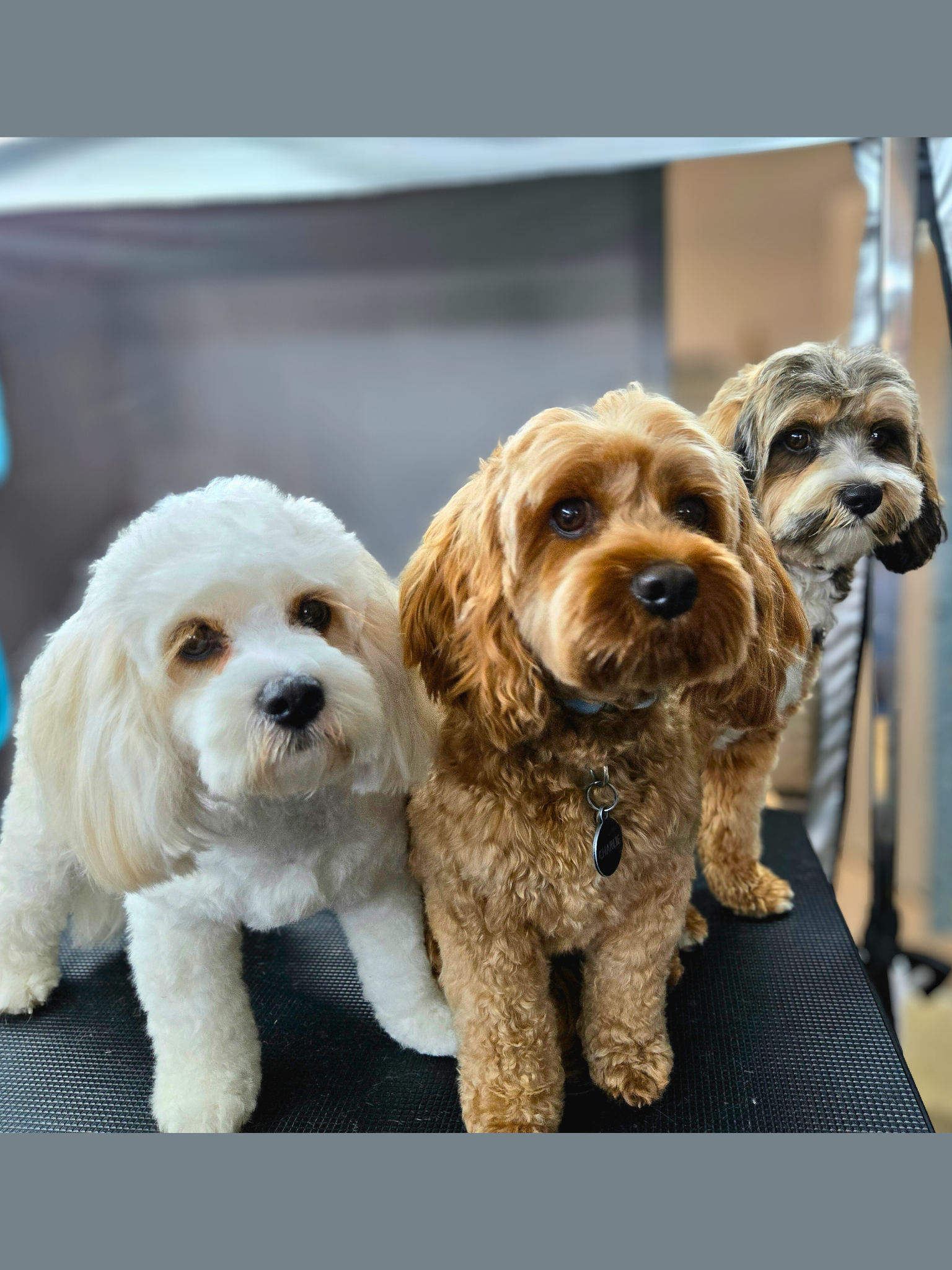 Tweed Valley Dog Grooming