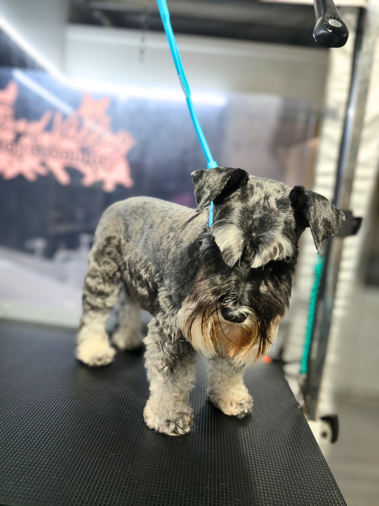 Tweed Valley Dog Grooming