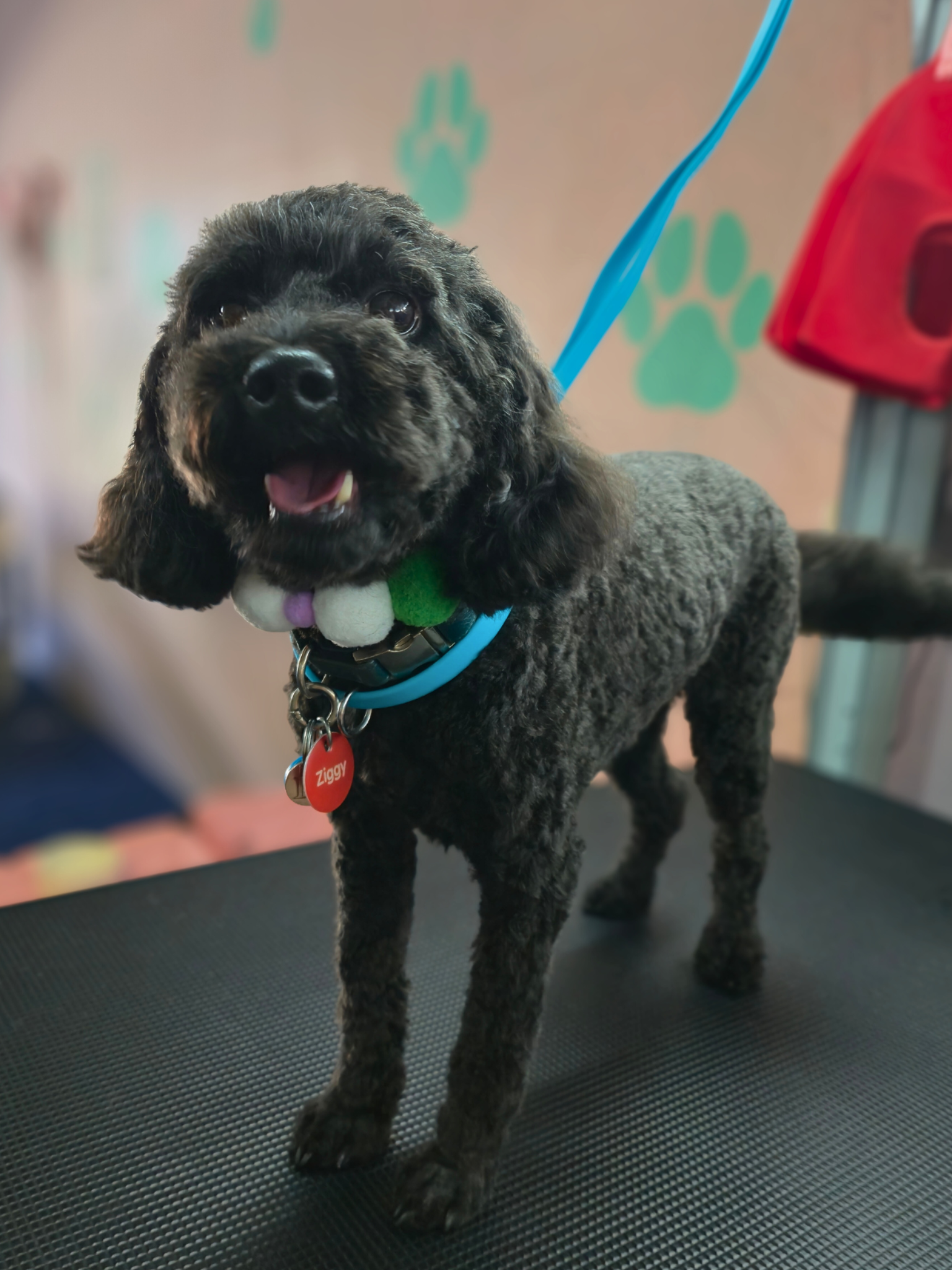 Tweed Valley Dog Grooming