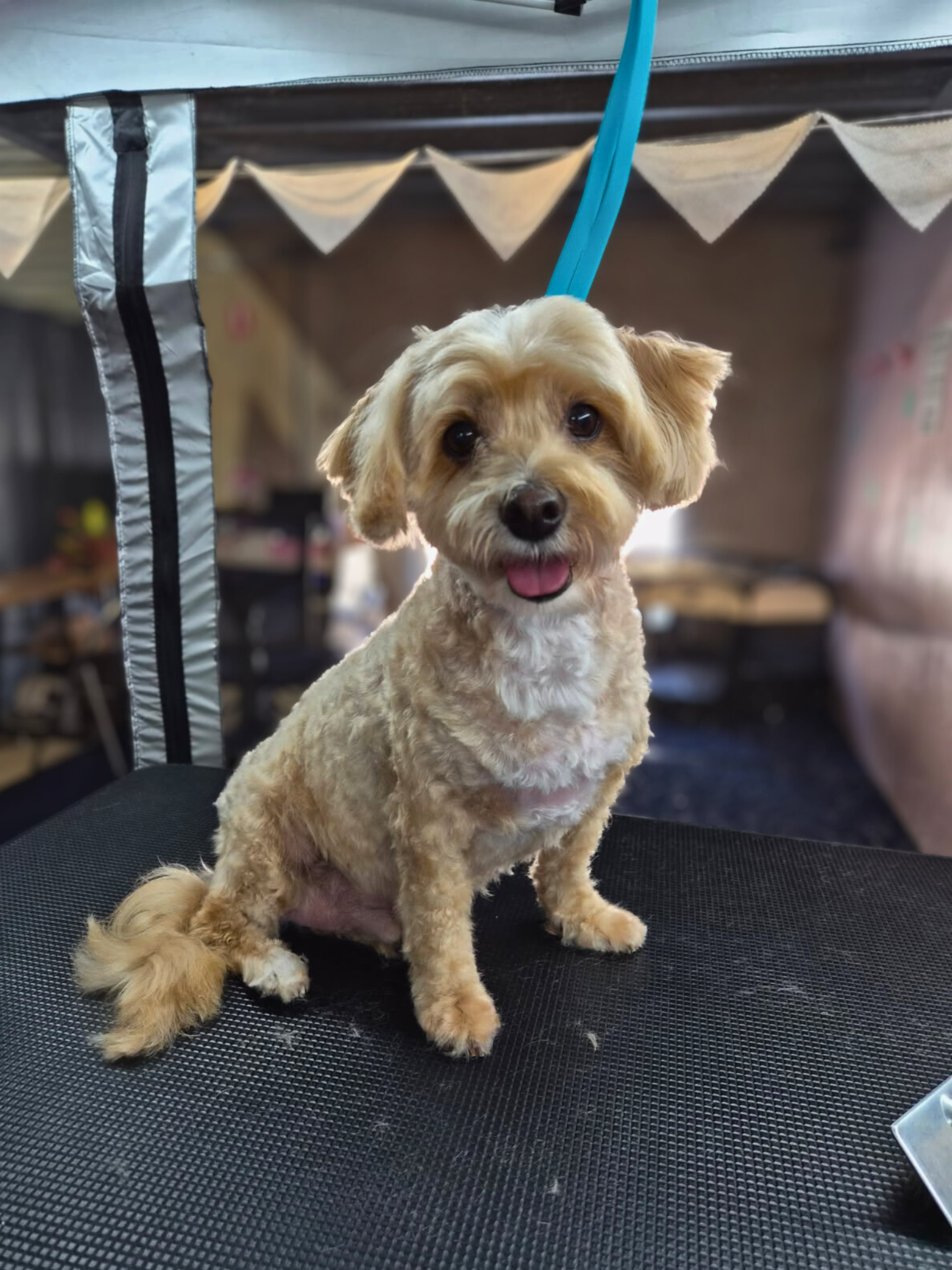 Tweed Valley Dog Grooming