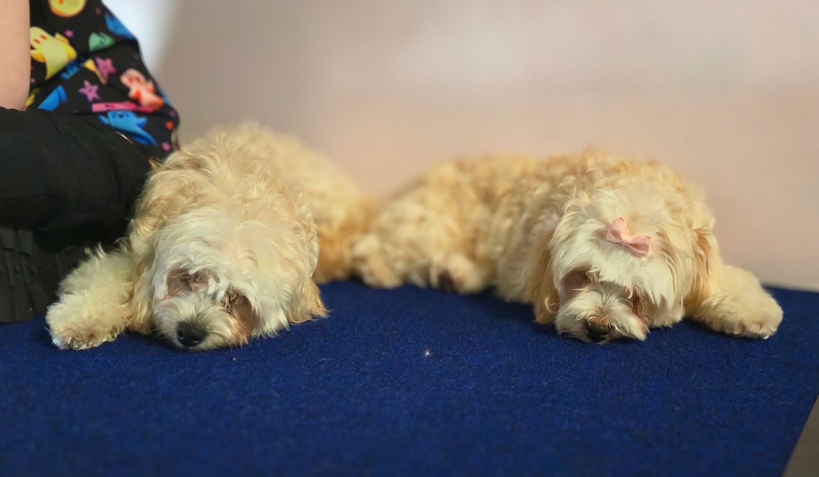 Tweed Valley Dog Grooming