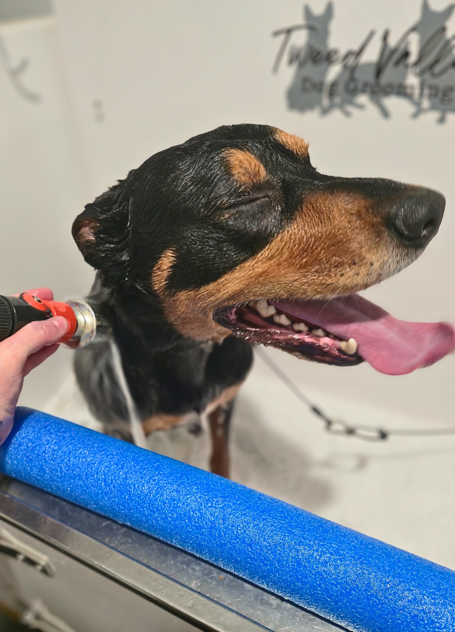 Tweed Valley Dog Grooming