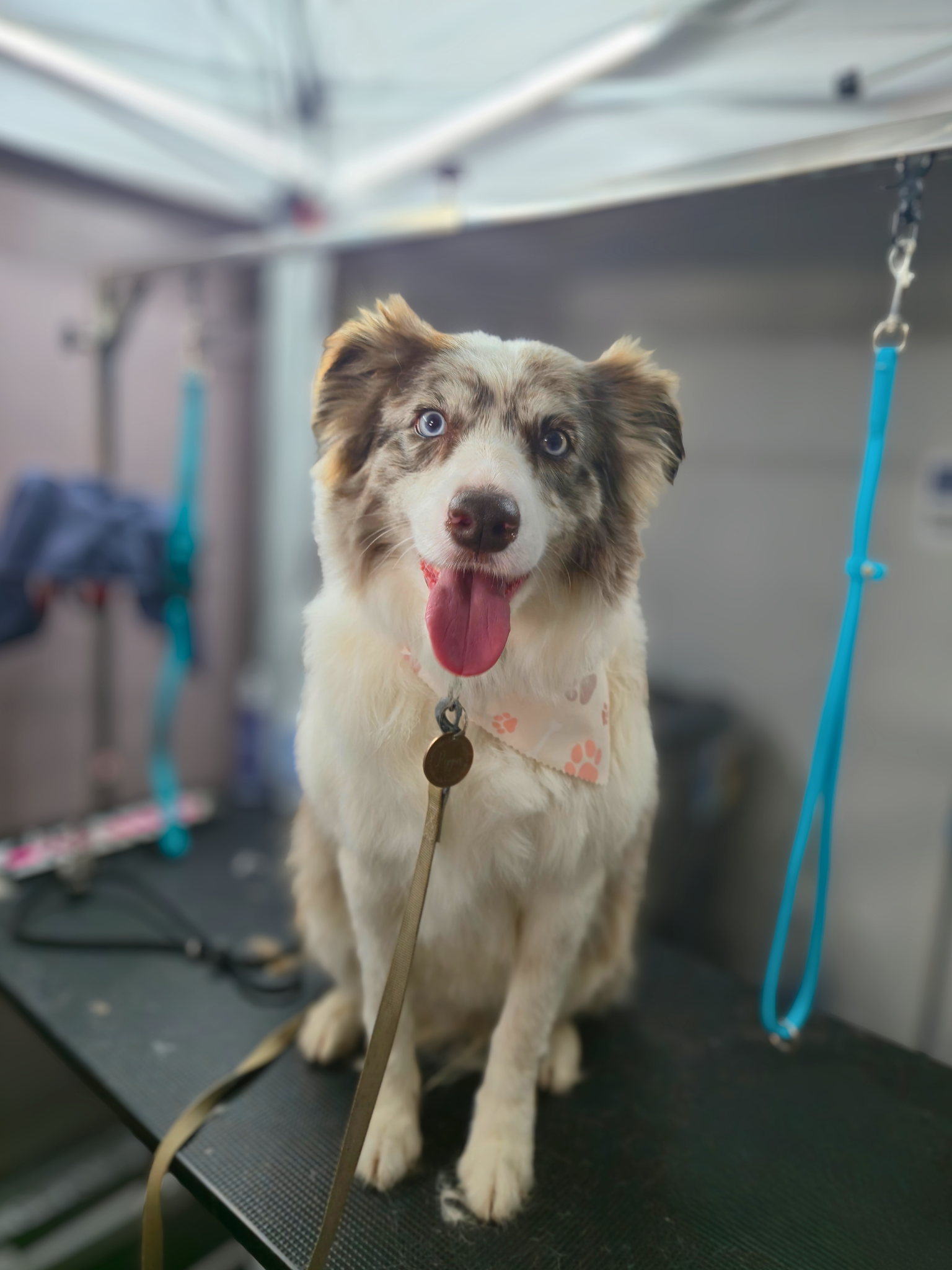 Tweed Valley Dog Grooming