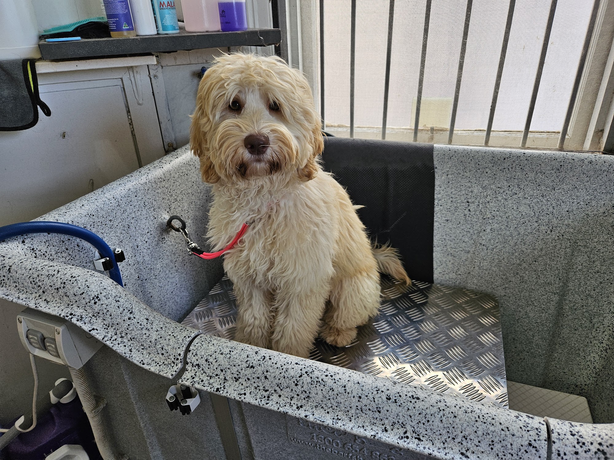 Misty Creek Rose Australian Cobberdogs — Pet Groomers