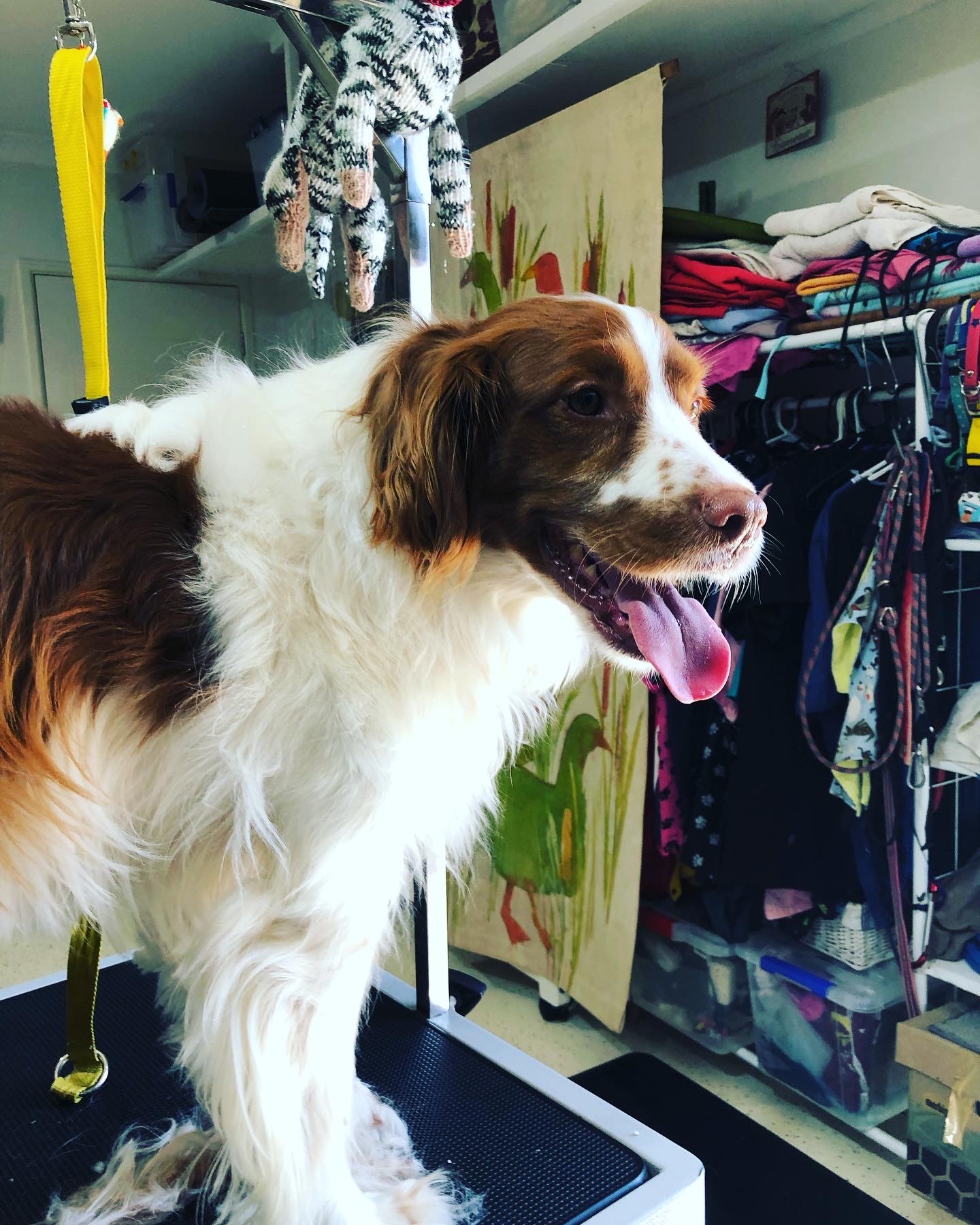 Groom & Bloom — Pet Groomers