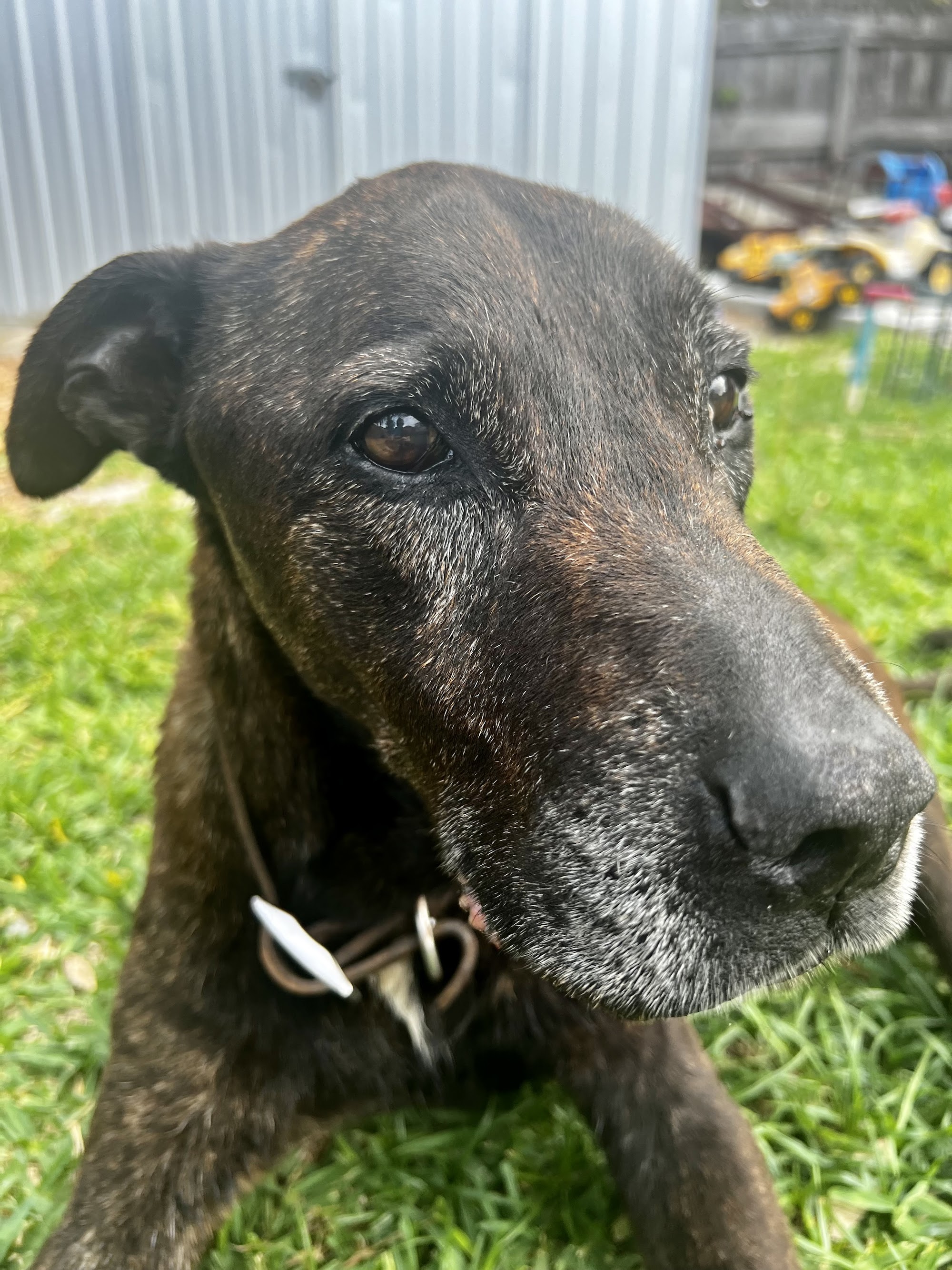 Tweed Coast Vet Cabarita — Pet Groomers