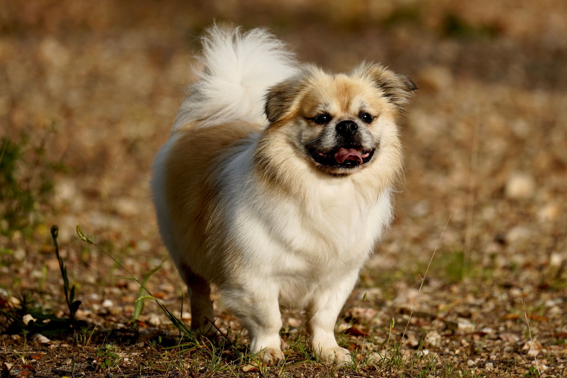 Tweed Coast Vet Cabarita