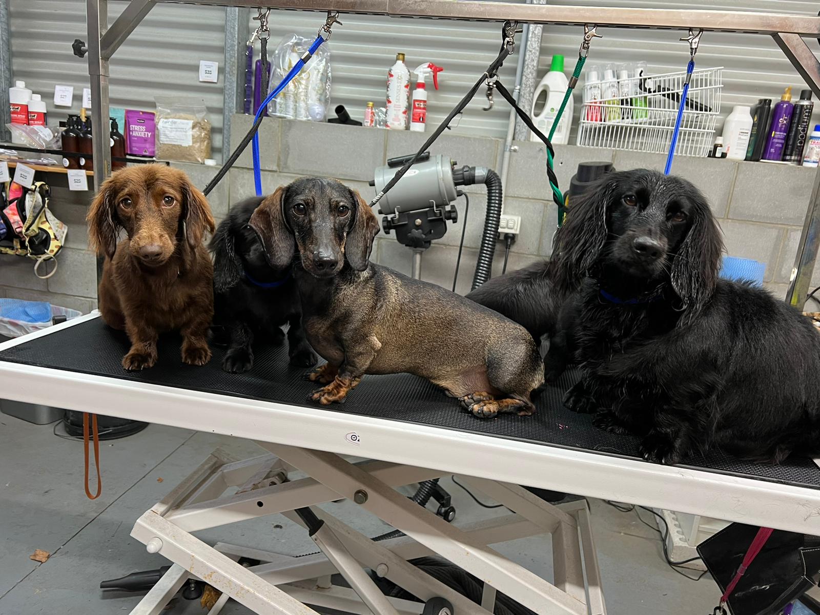 Von Hound and Friends — Pet Groomers