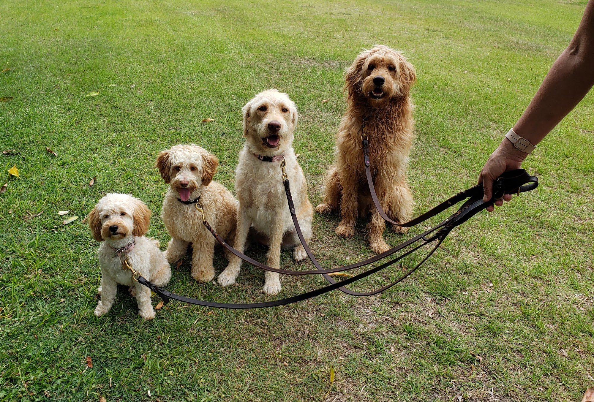 Dogz Only Doggy Daycare, Training, Grooming & Dog Retail Supplies — Pet Groomers