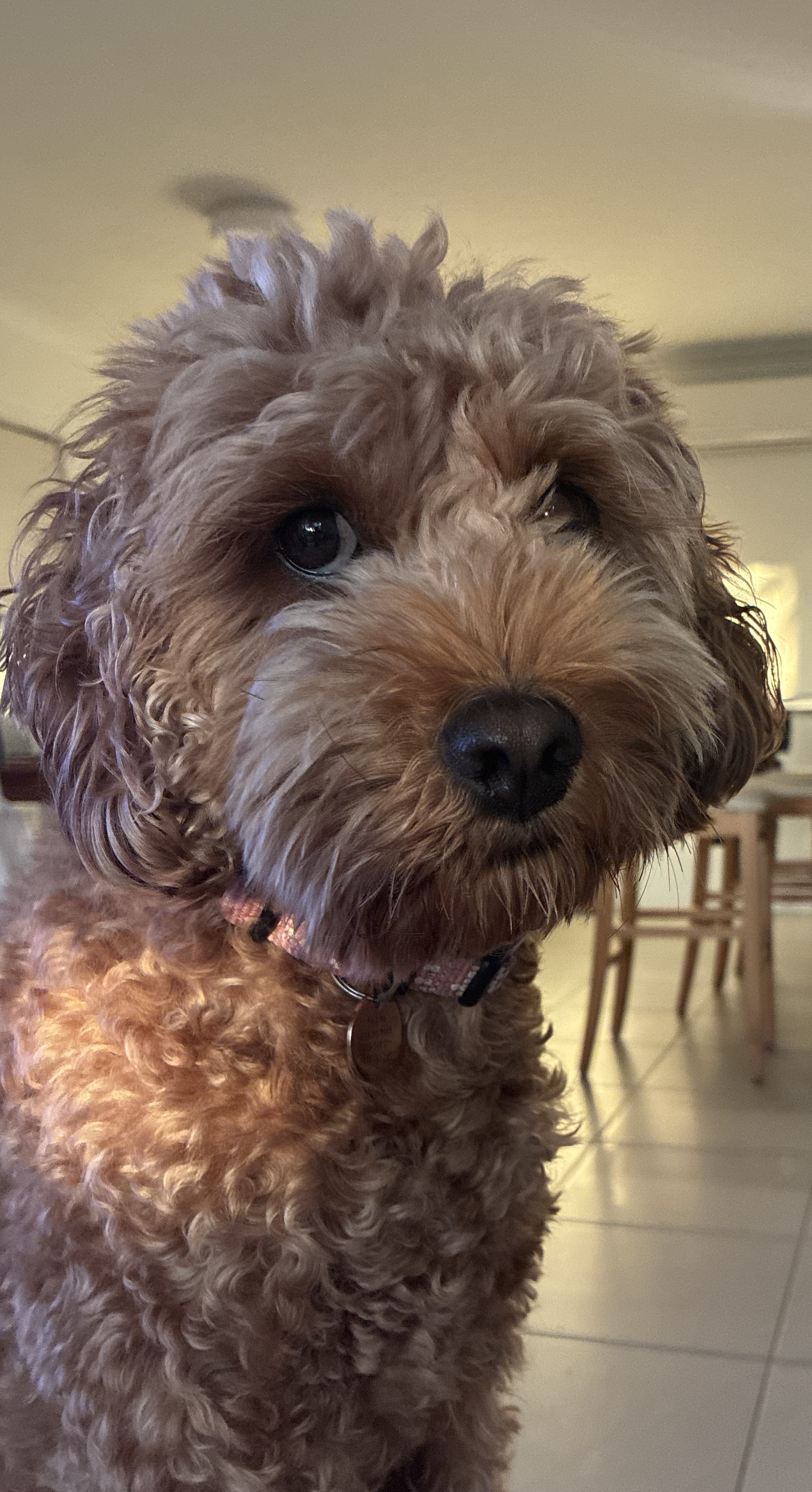 Dogz Only Doggy Daycare, Training, Grooming & Dog Retail Supplies