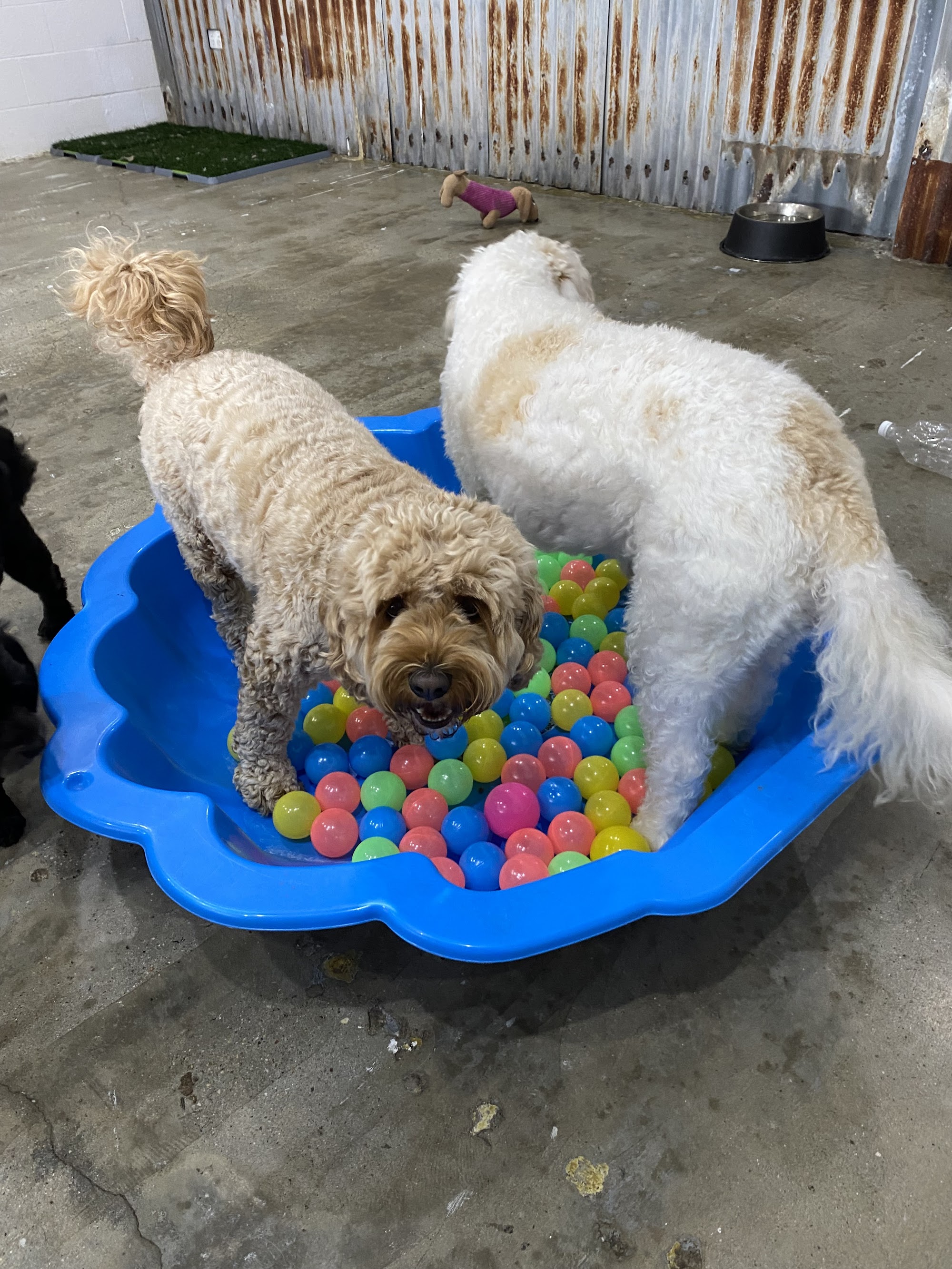 Tweed Dog Grooming & Day Care — Pet Groomers