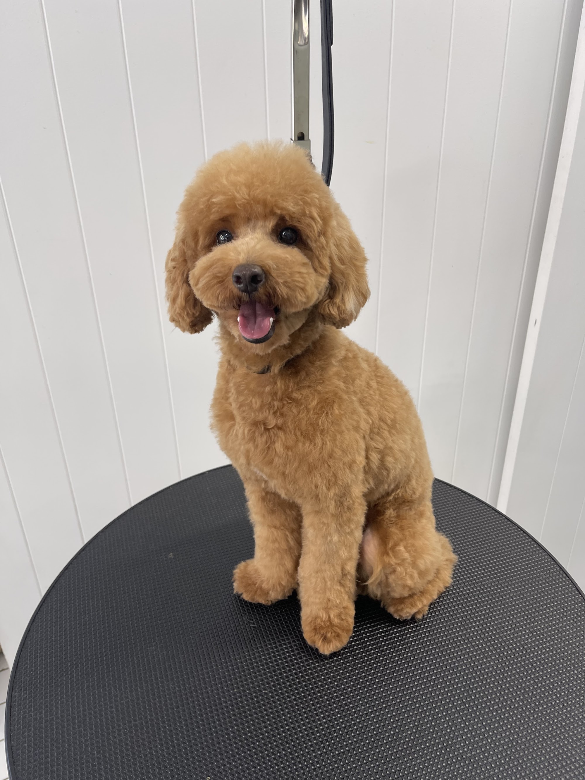 Cooly Pet Spa — Pet Groomers