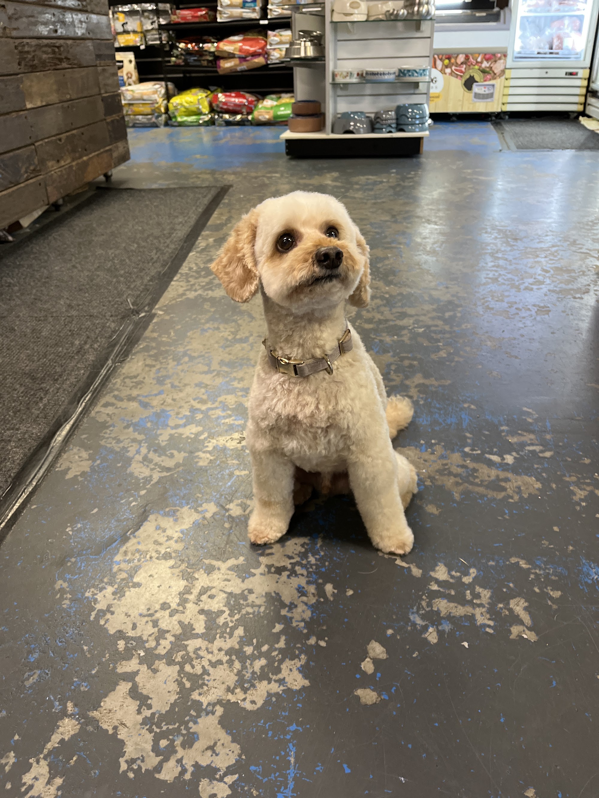Pets Wonderland — Pet Groomers