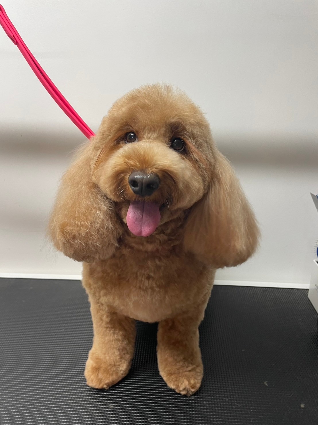 DogZone Grooming — Pet Groomers