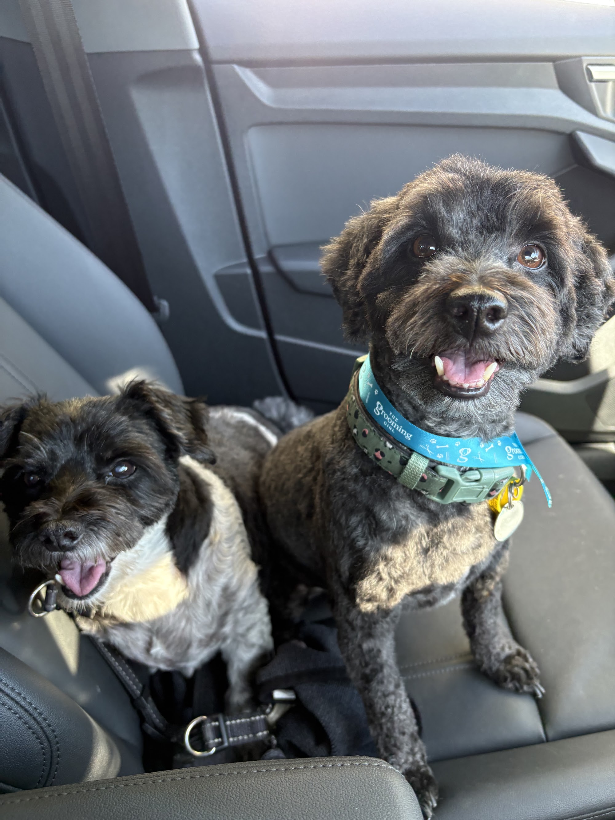 The Grooming Girl — Pet Groomers