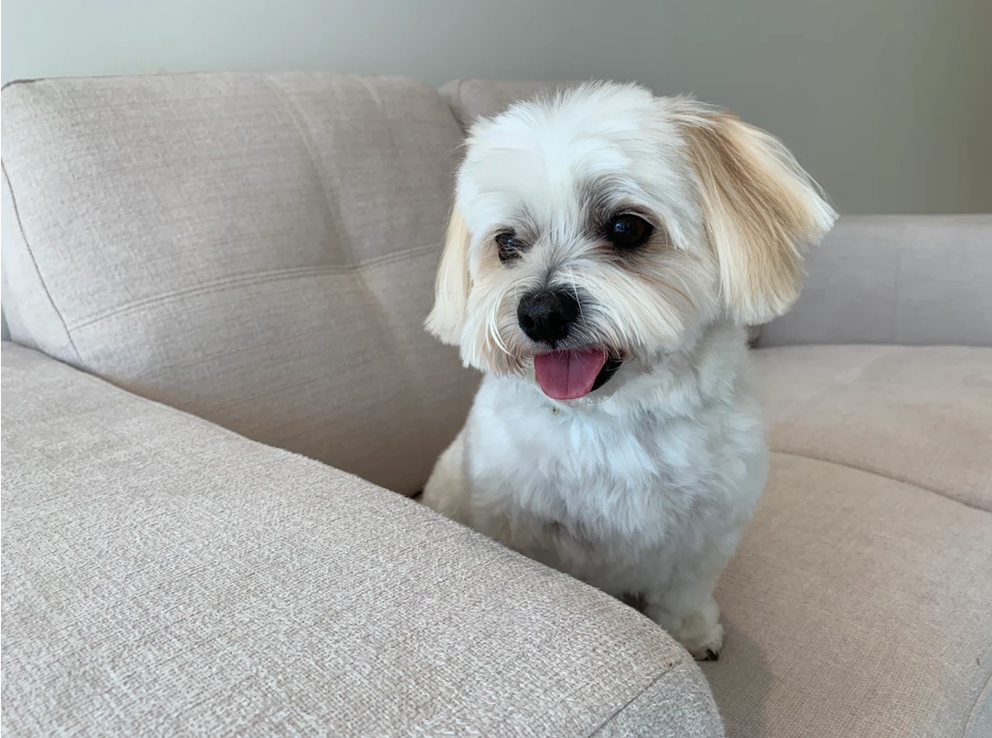 LuxPet Boutique & Co — Pet Groomers