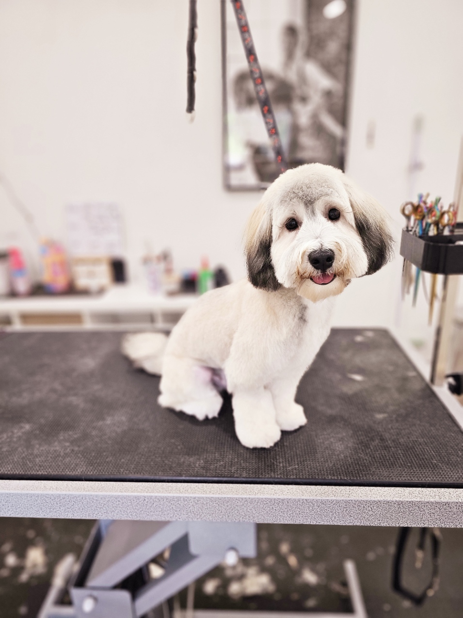 Paws Avenue Pet spa