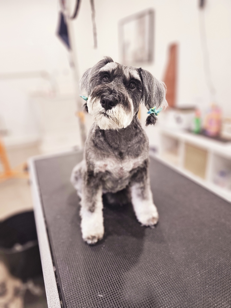 Paws Avenue Pet spa
