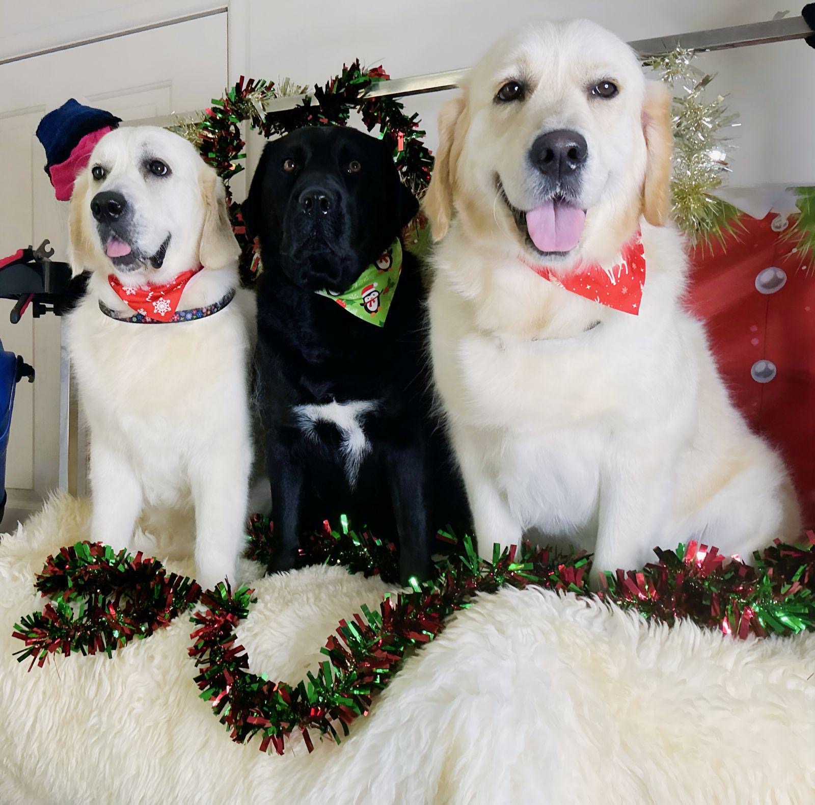 Petloft dog grooming — Pet Groomers