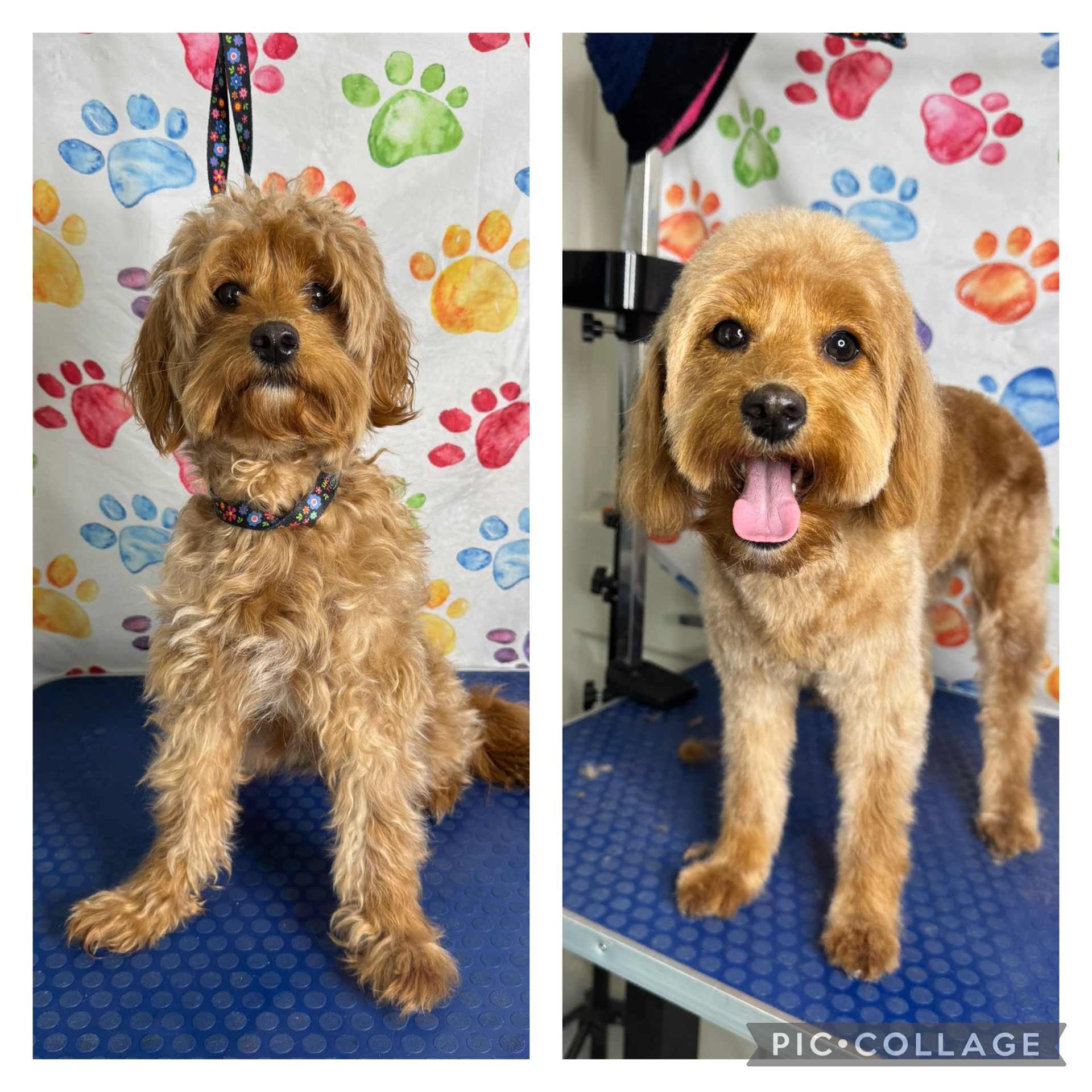 Petloft dog grooming