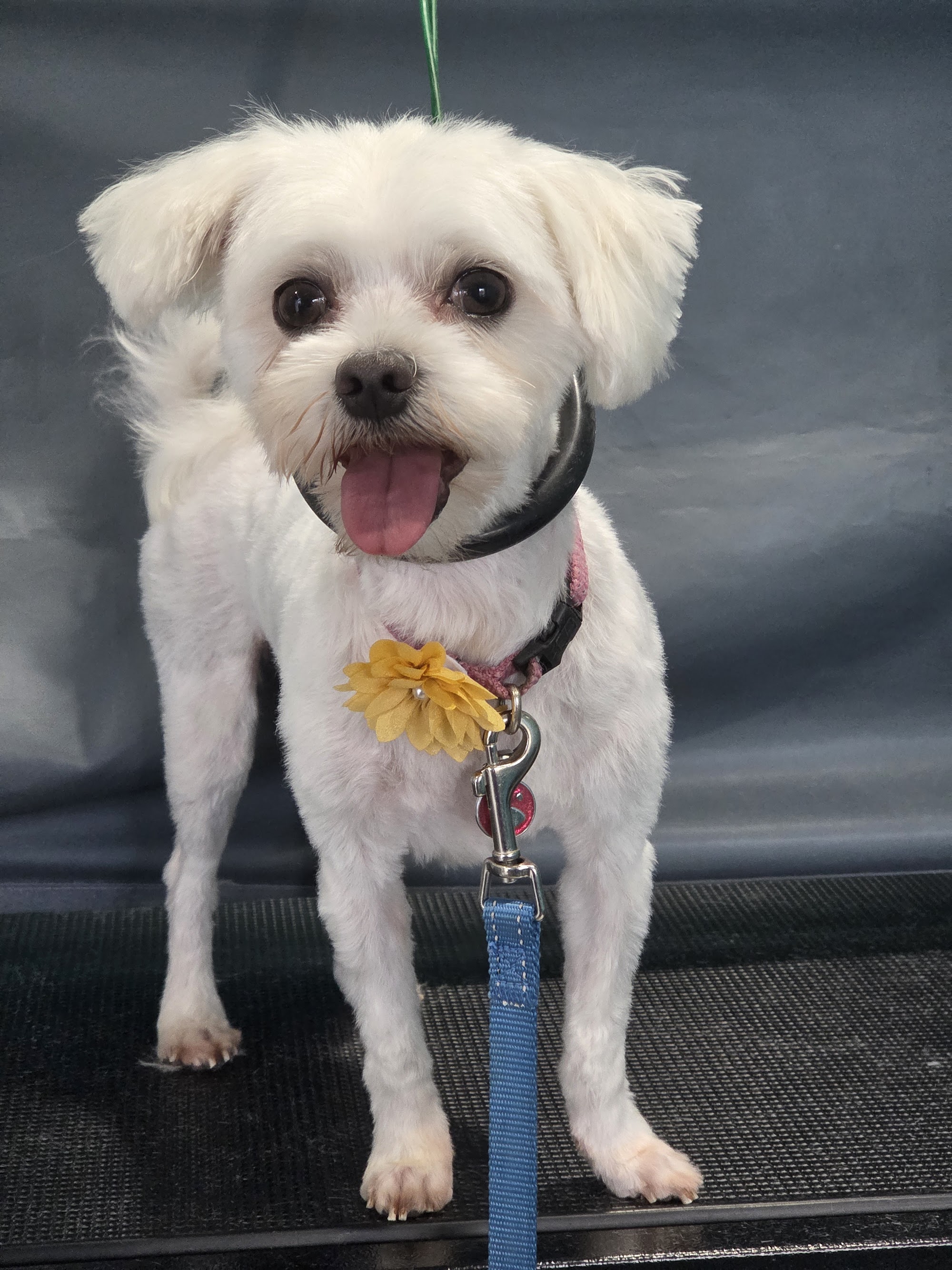 Cherished Pets Parlour — Pet Groomers