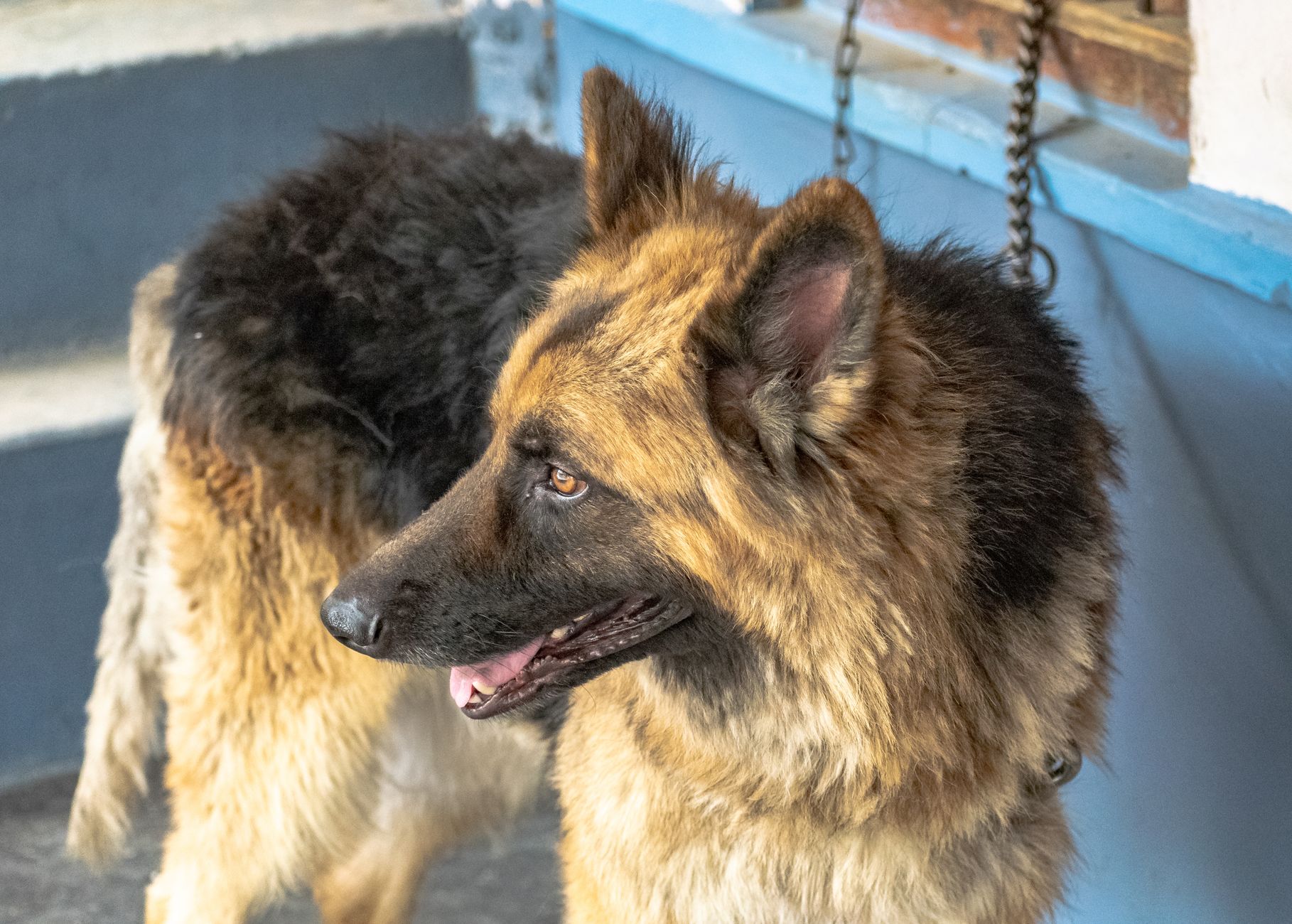 Cherished Pets Parlour