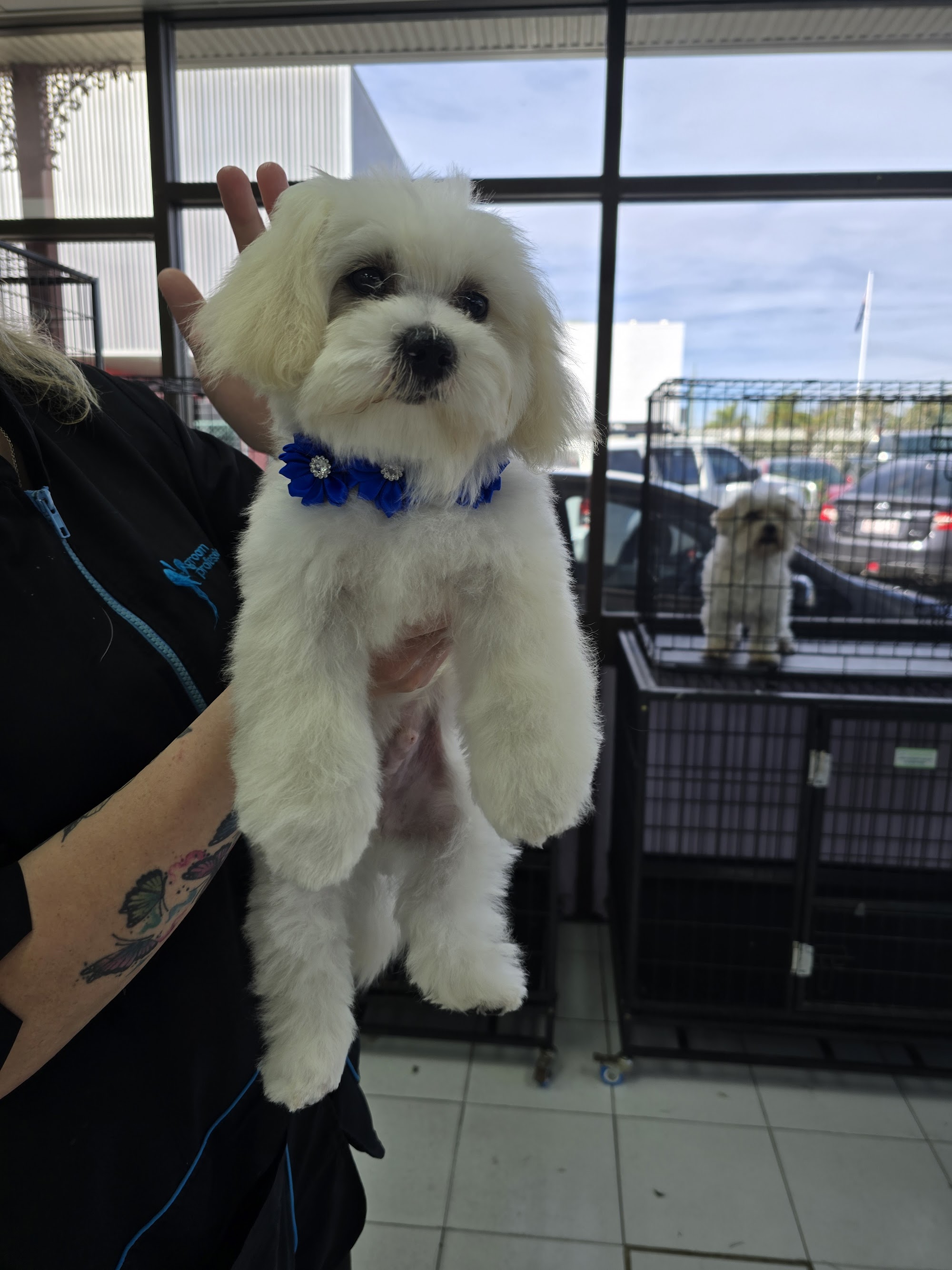 PupperCuts — Pet Groomers