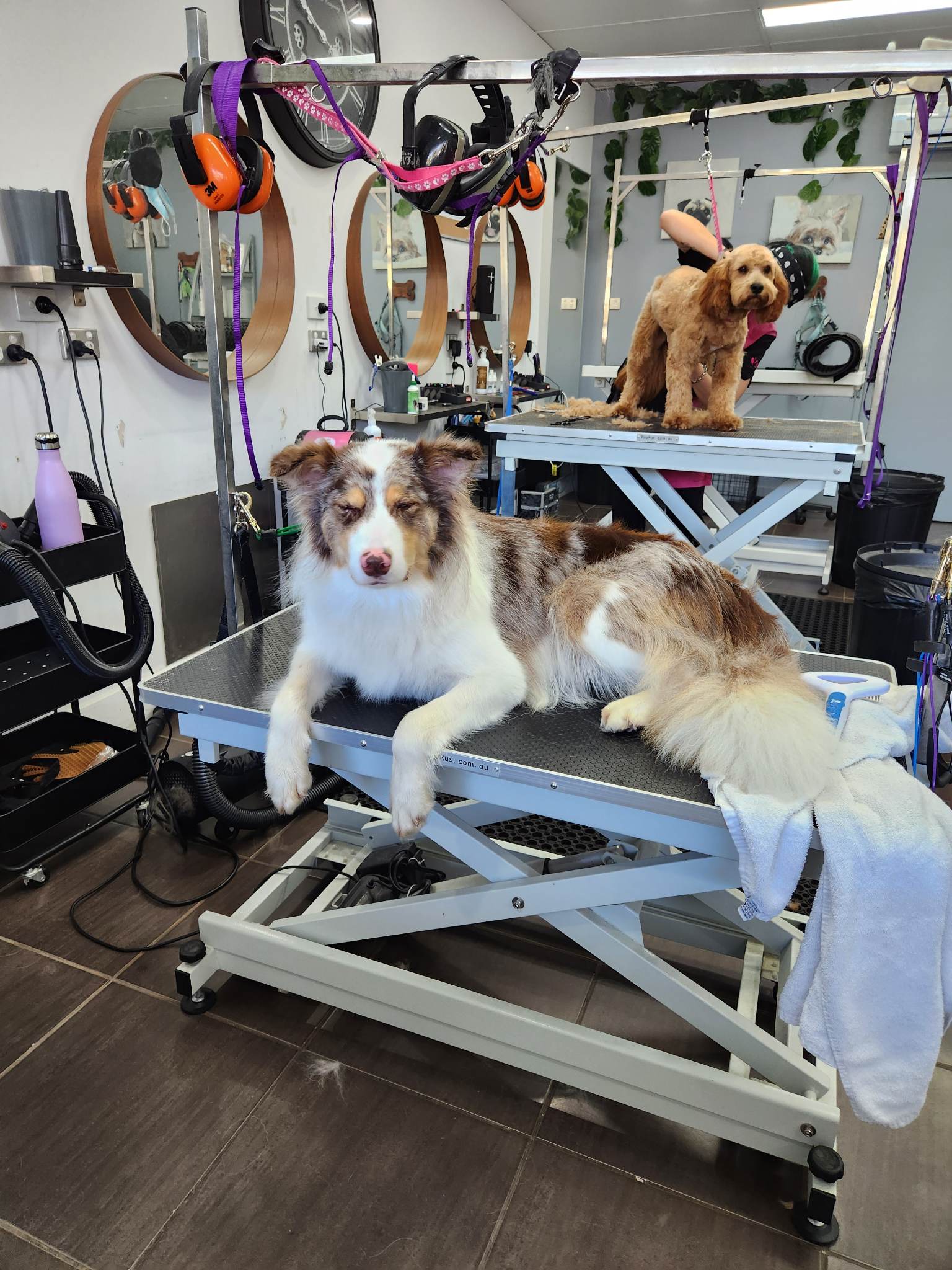 PupperCuts