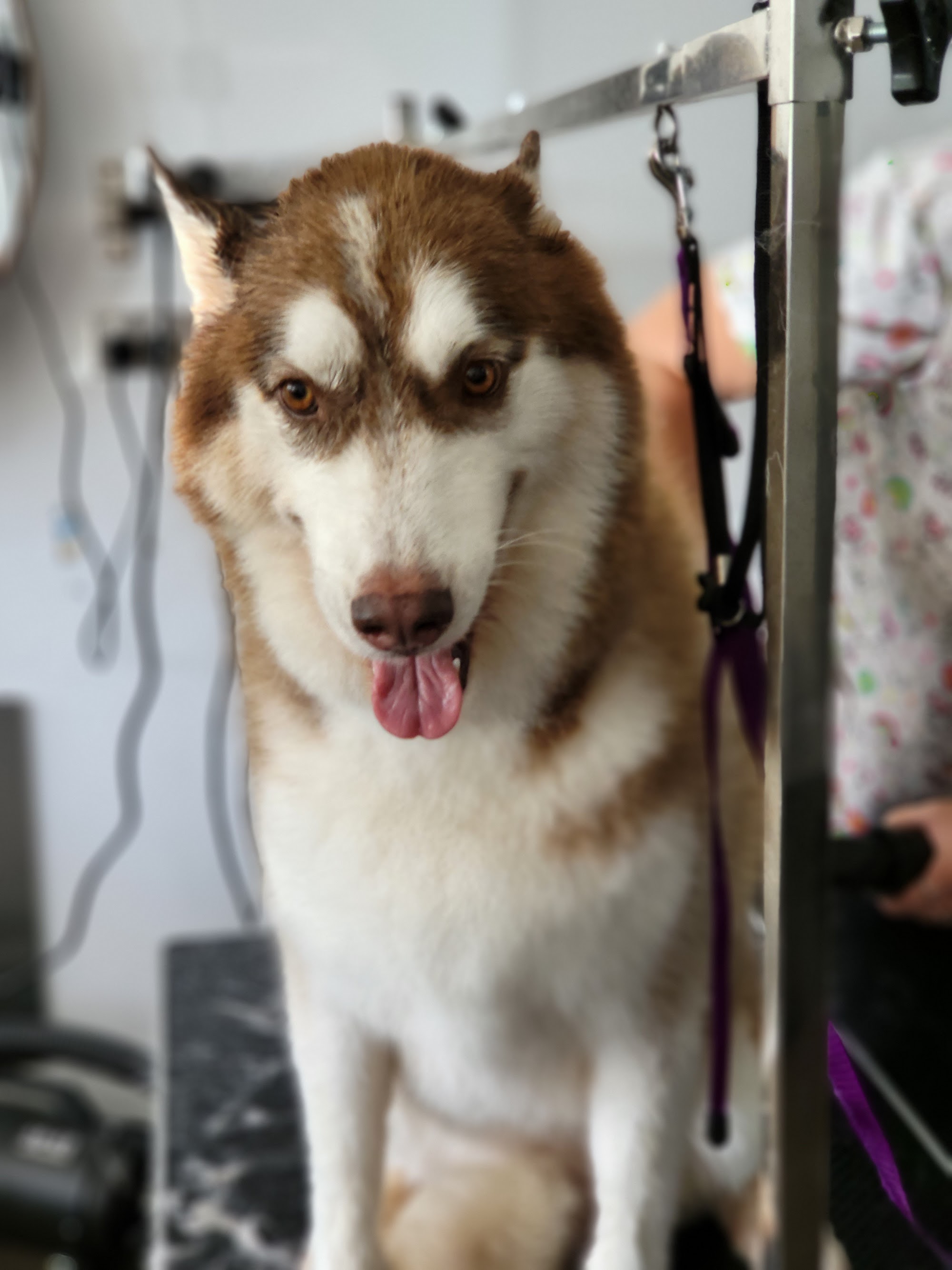 PupperCuts