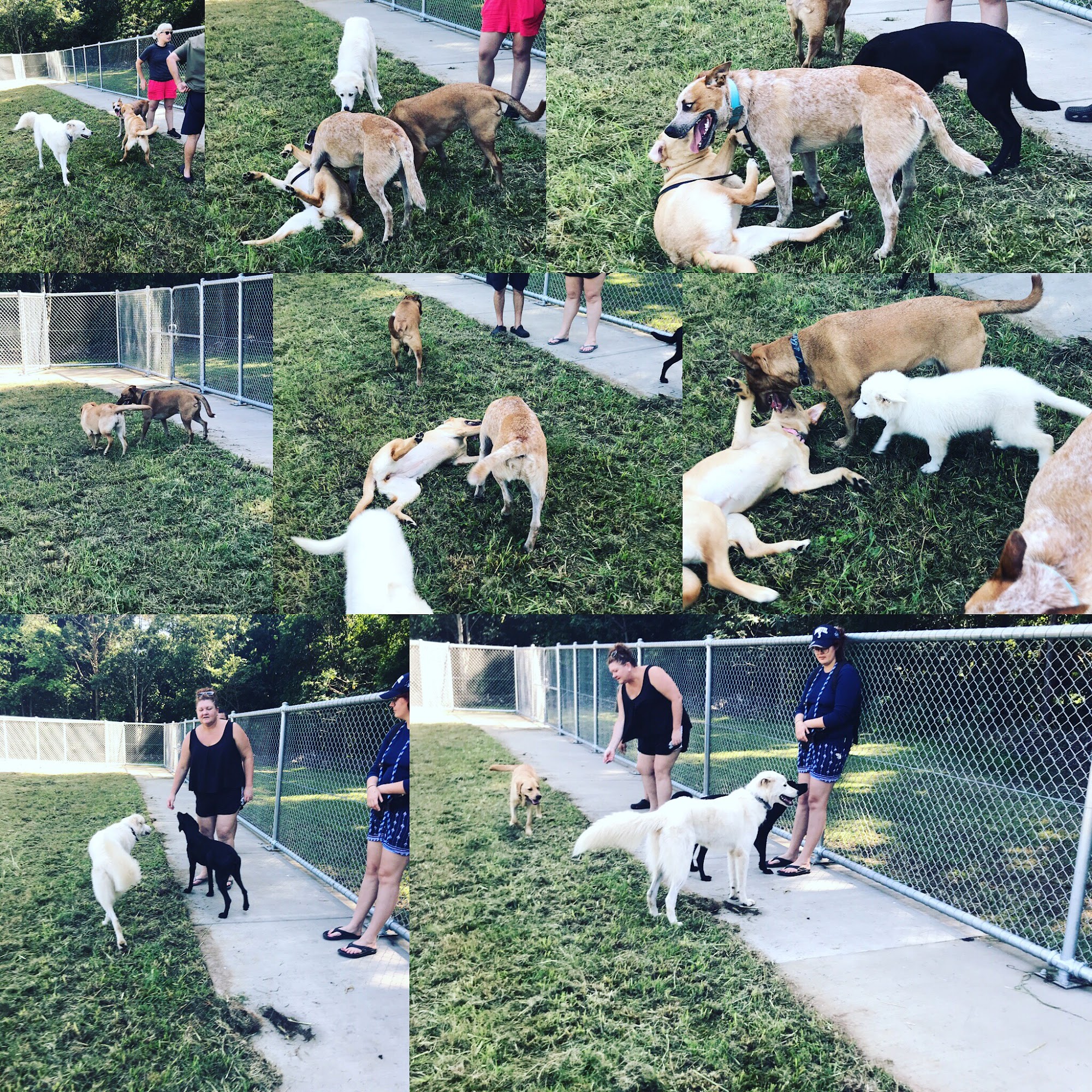 Total Wellness Dog Training — Pet Groomers