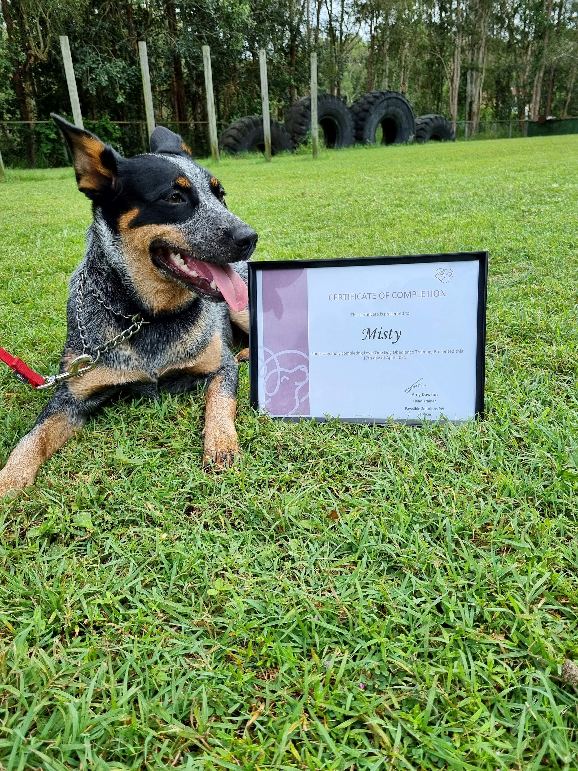Pawsible Solutions Pet Services — Pet Groomers