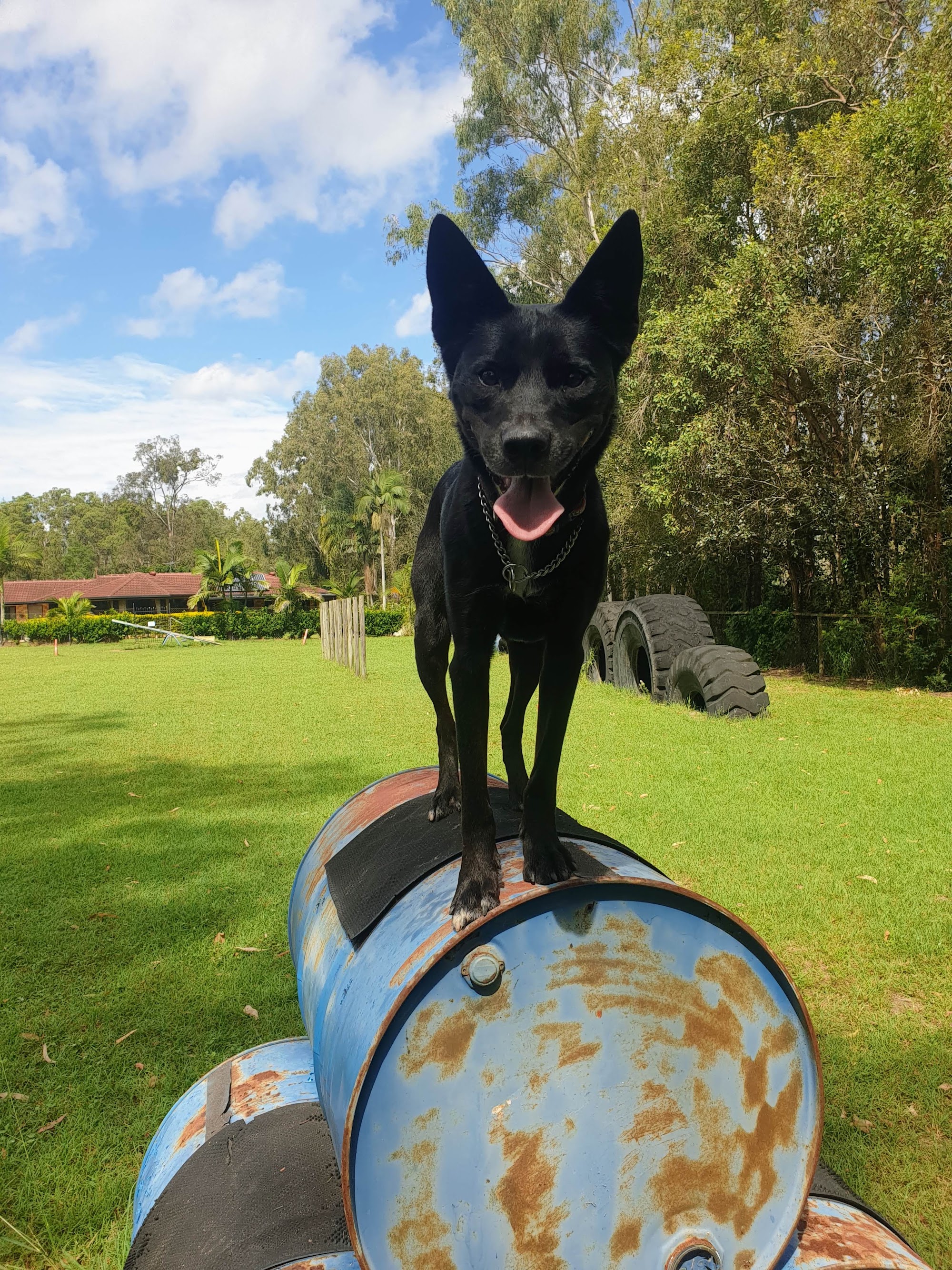 Pawsible Solutions Pet Services