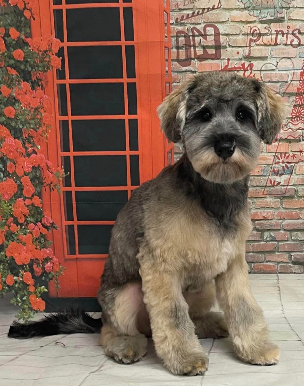 Debonnaire Dogs — Pet Groomers
