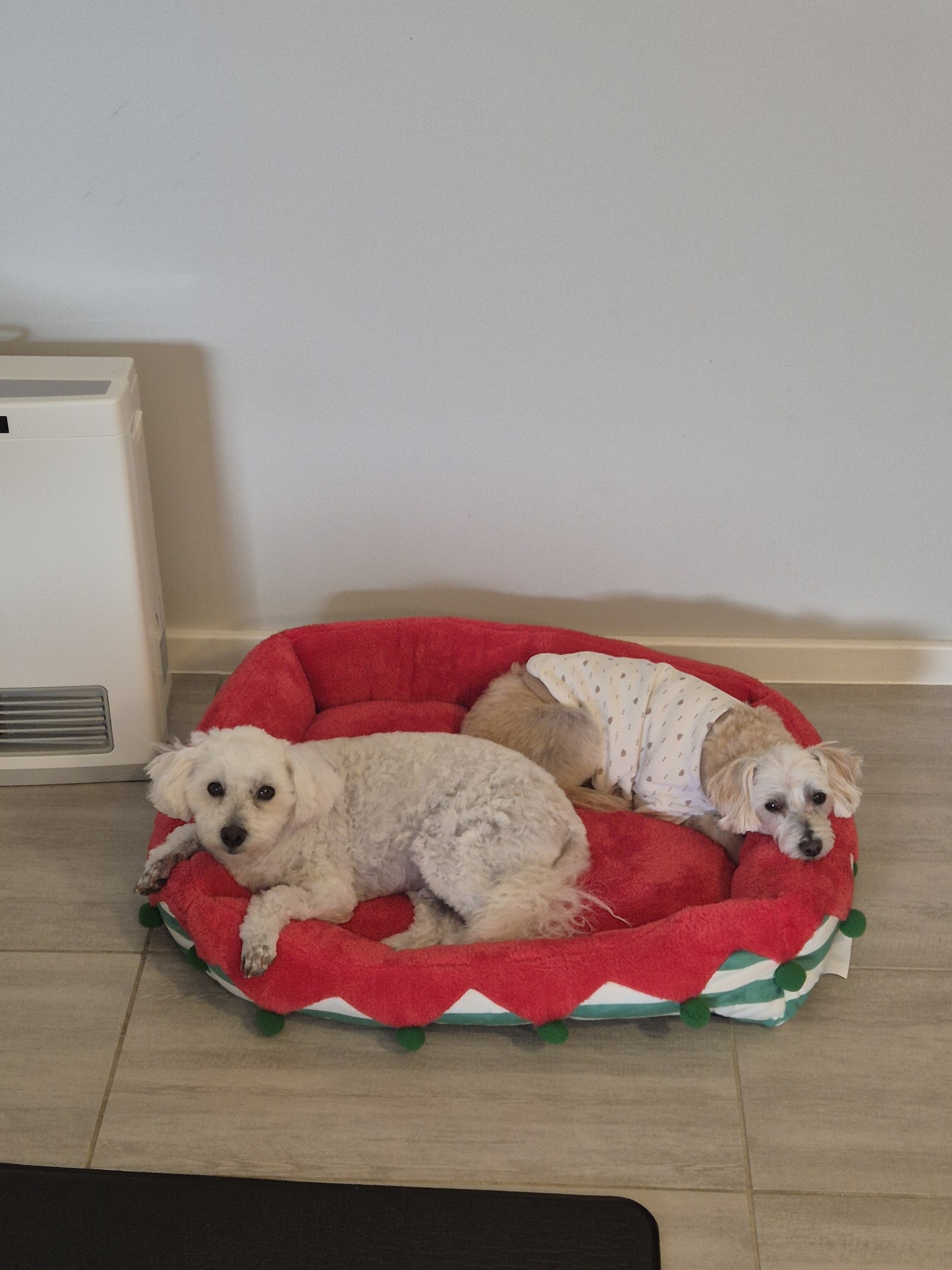 Kat's Dog Grooming - Albion Park Rail — Pet Groomers