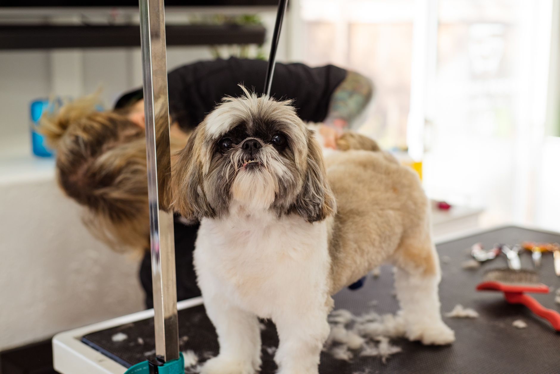 Kat's Dog Grooming - Albion Park Rail