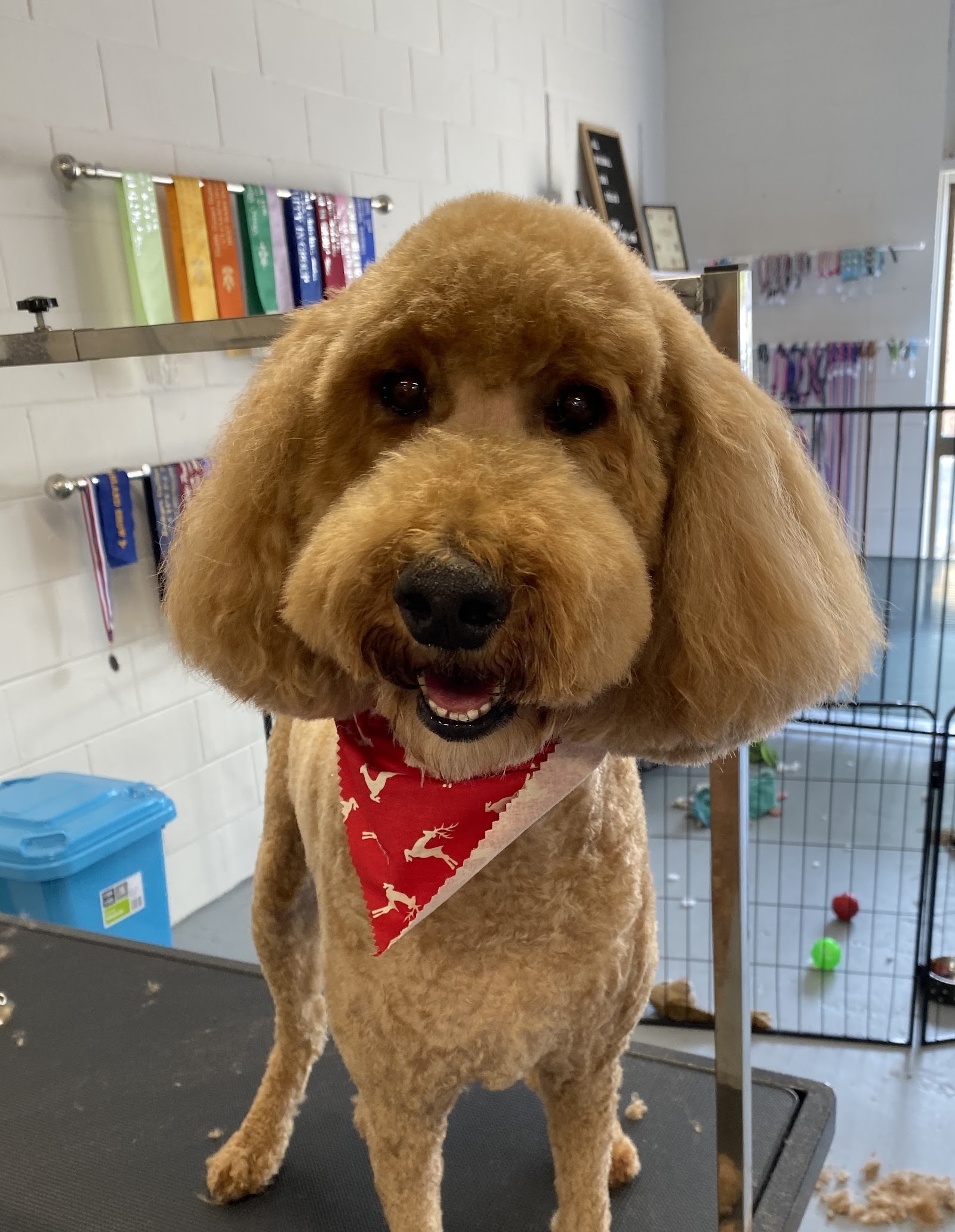 Clean Paws Byron Bay — Pet Groomers