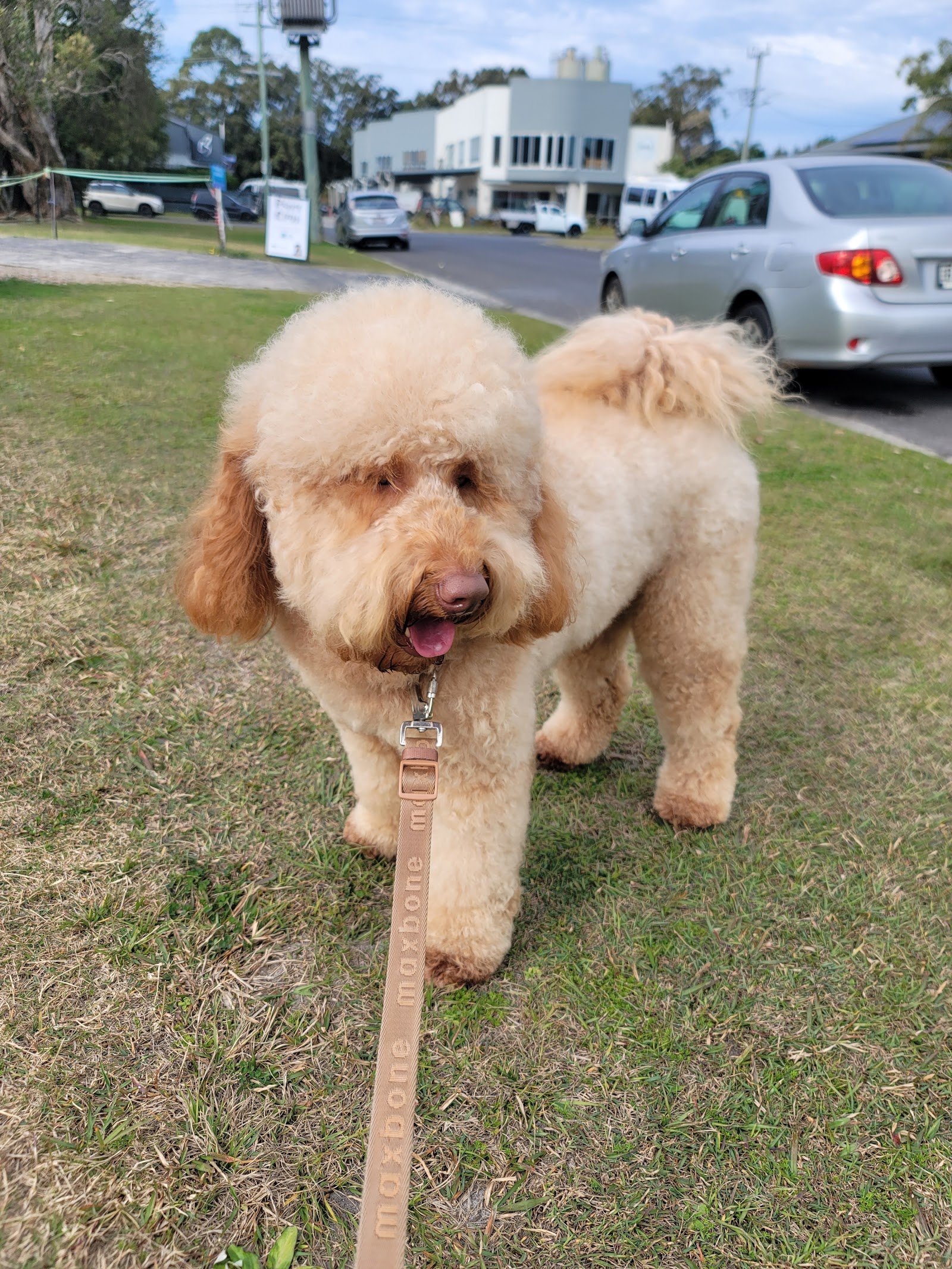 Clean Paws Byron Bay