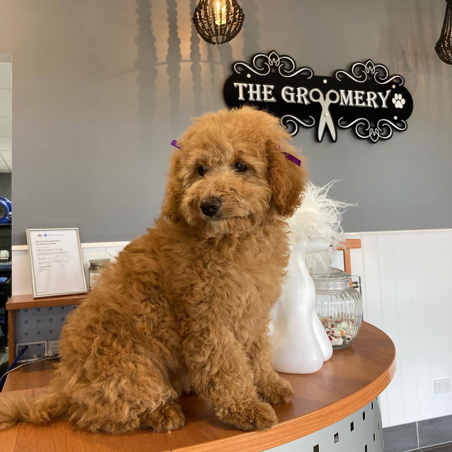 The Groomery — Pet Groomers